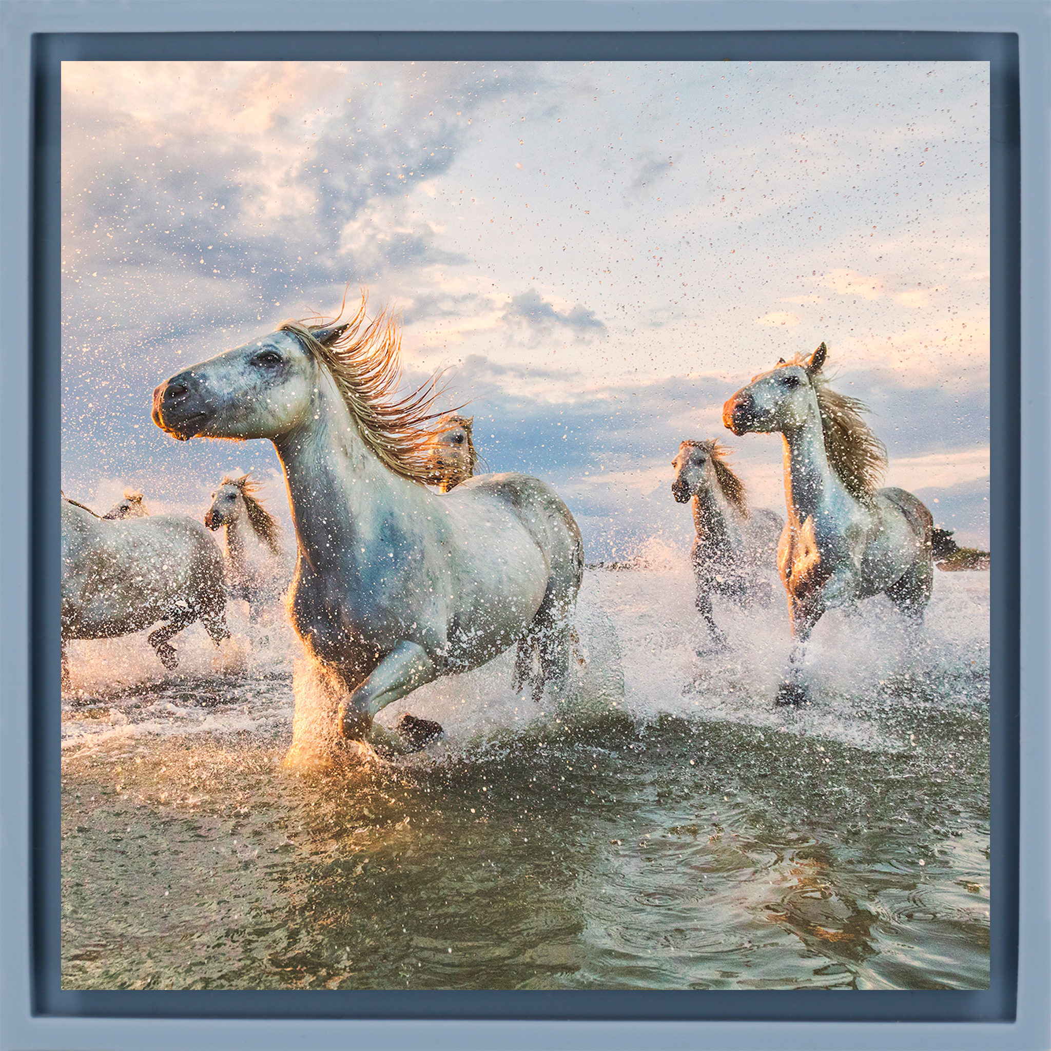 The White Horses of The Camargue France - Lichtblauwe Wrapp