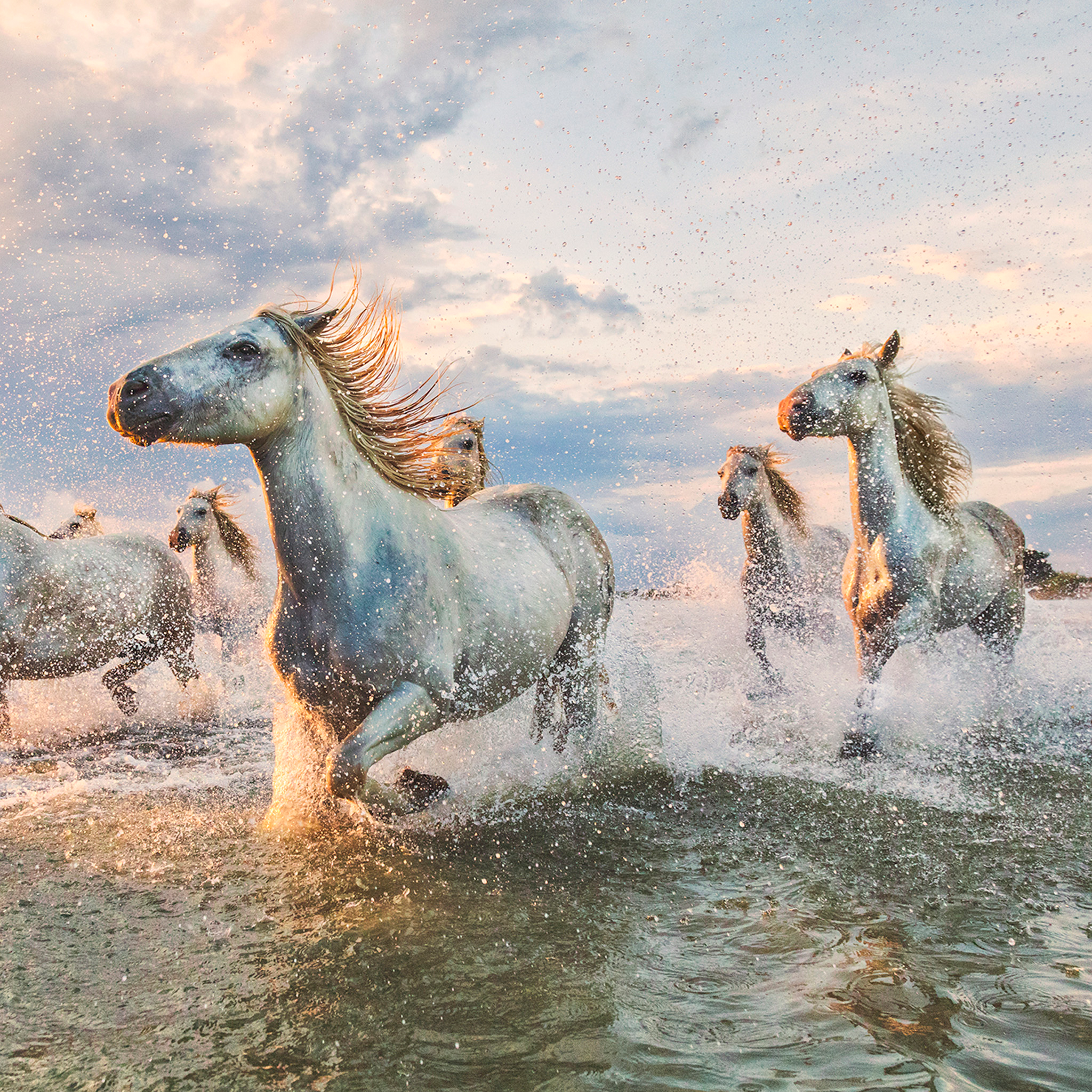 The White Horses of The Camargue France- Collection: France