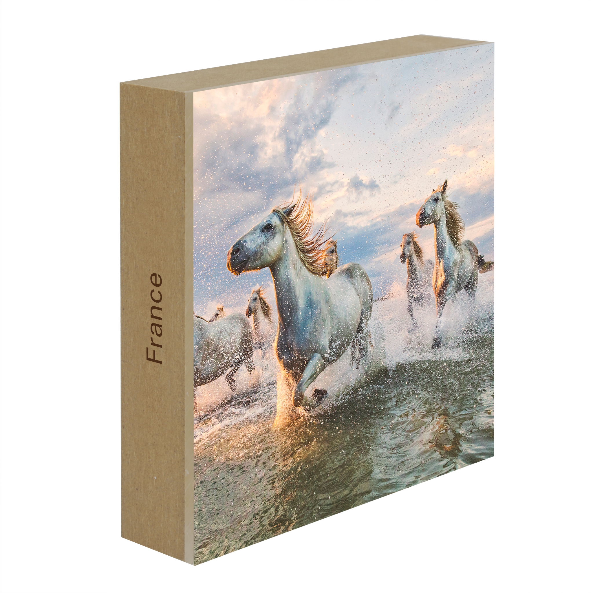 The White Horses of The Camargue France- Collection: France