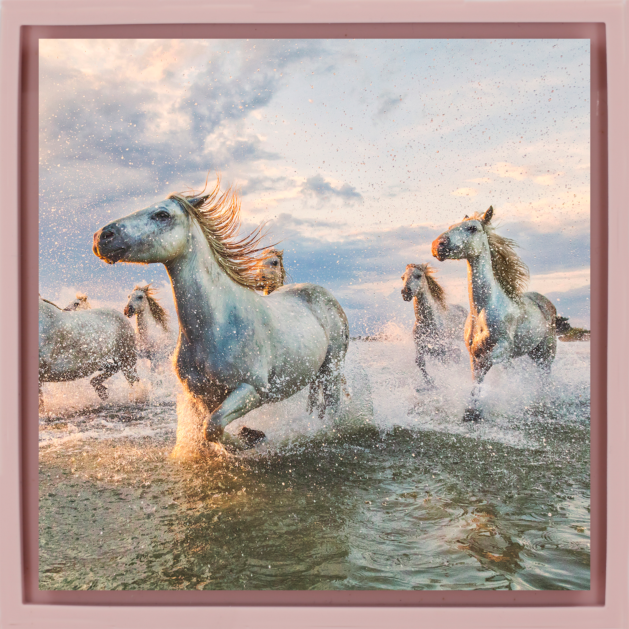 The White Horses of The Camargue France - Roze Wrapp