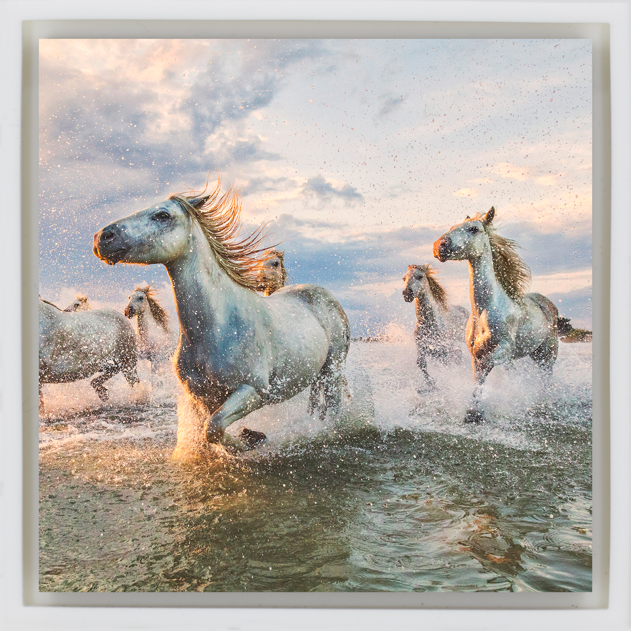The White Horses of The Camargue France - Witte Wrapp