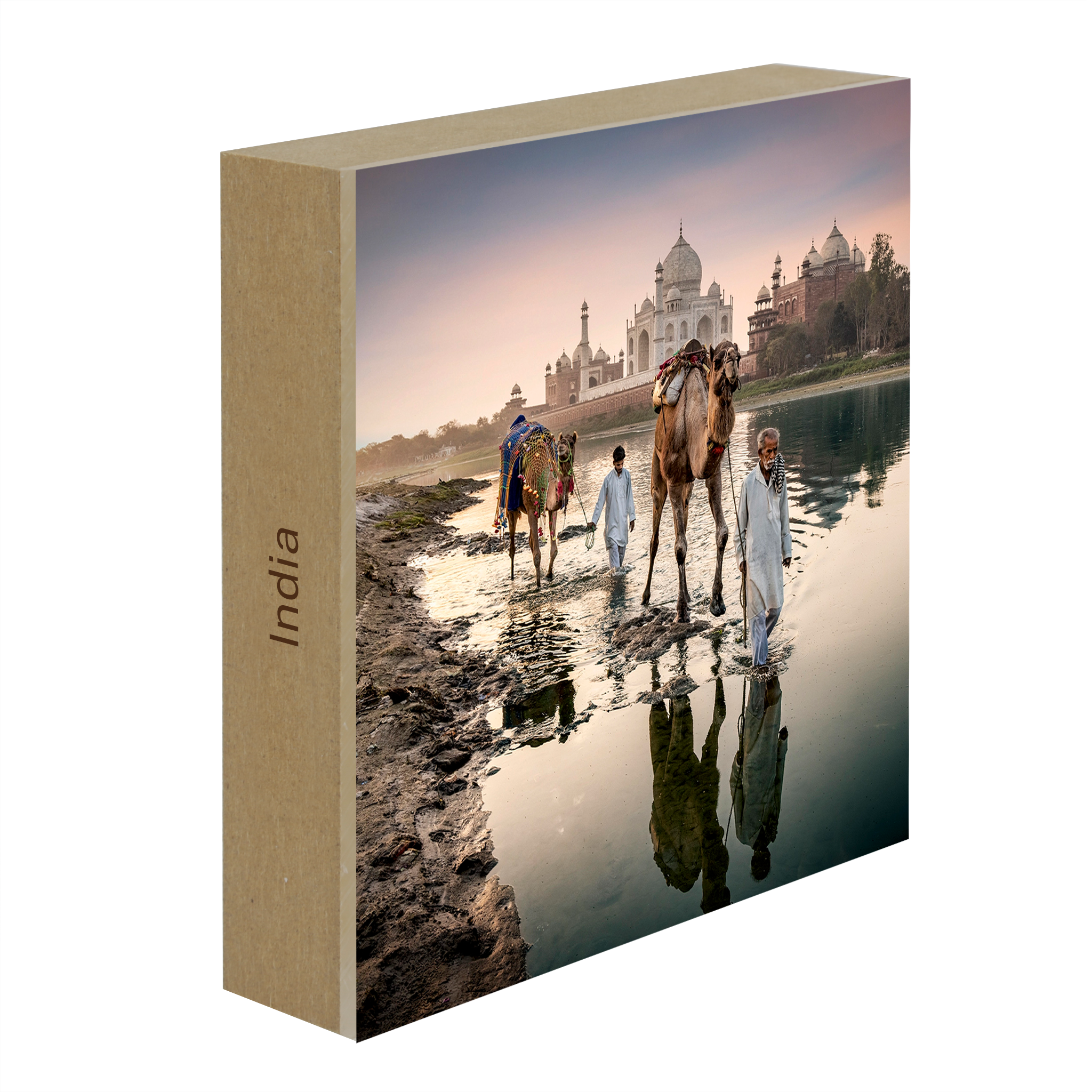 Camels Behind The Taj Mahal- Collection: India