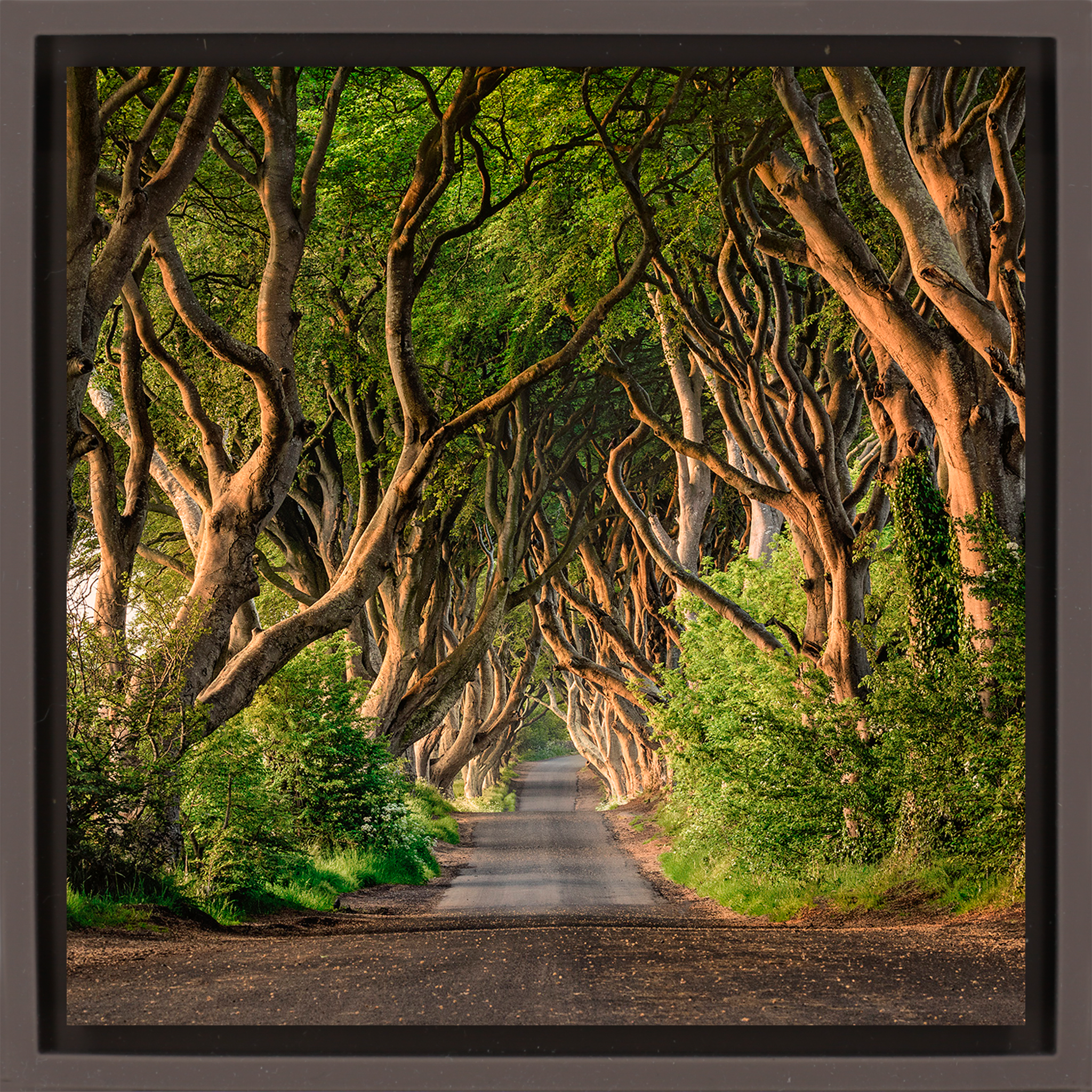 The Dark Hedges of Ireland - Bruine Wrapp