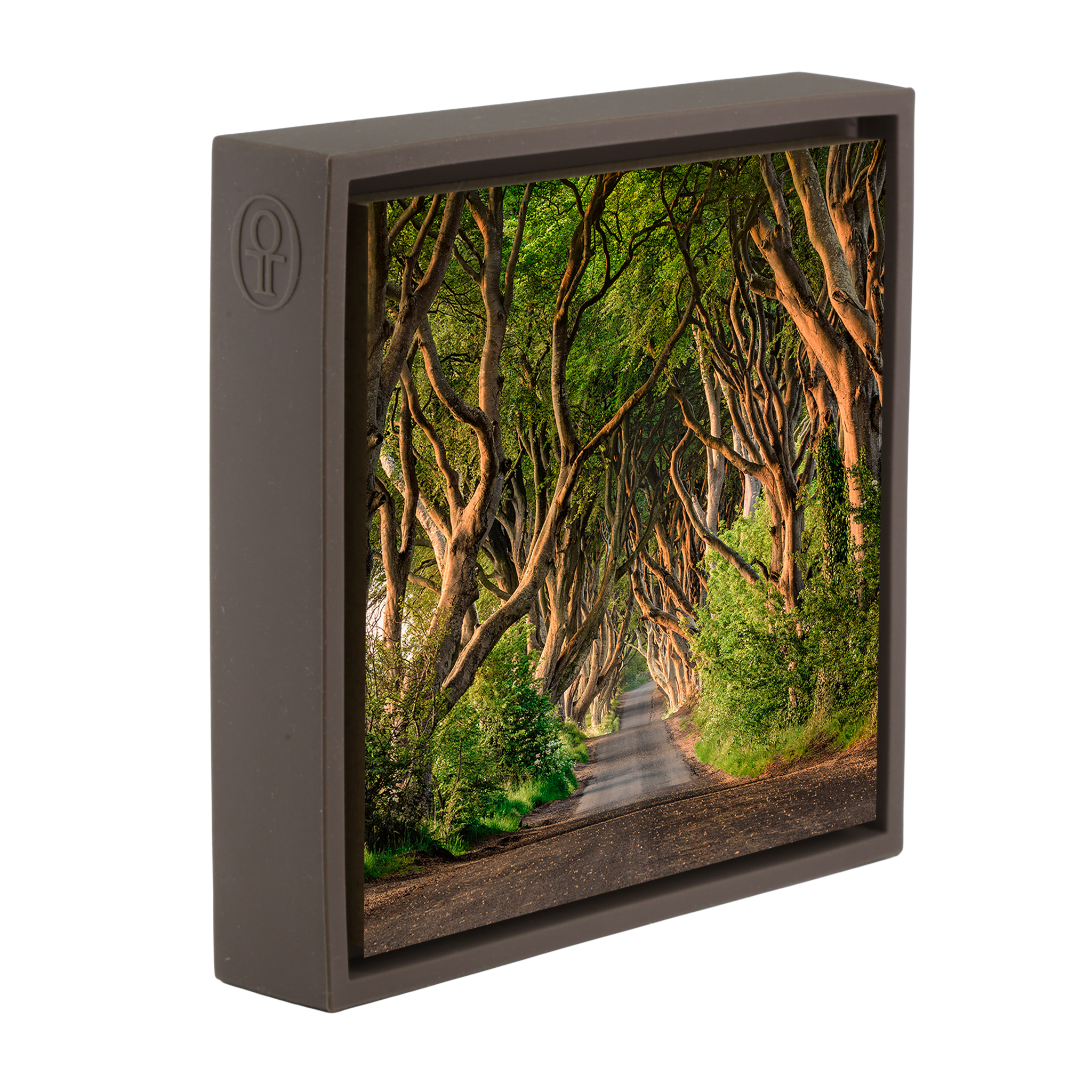 The Dark Hedges of Ireland - Bruine Wrapp
