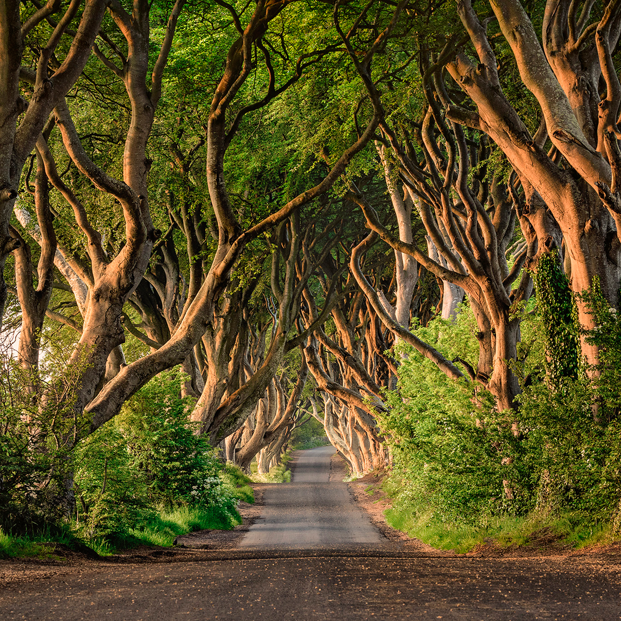 The Dark Hedges of Ireland- Collection: Ireland