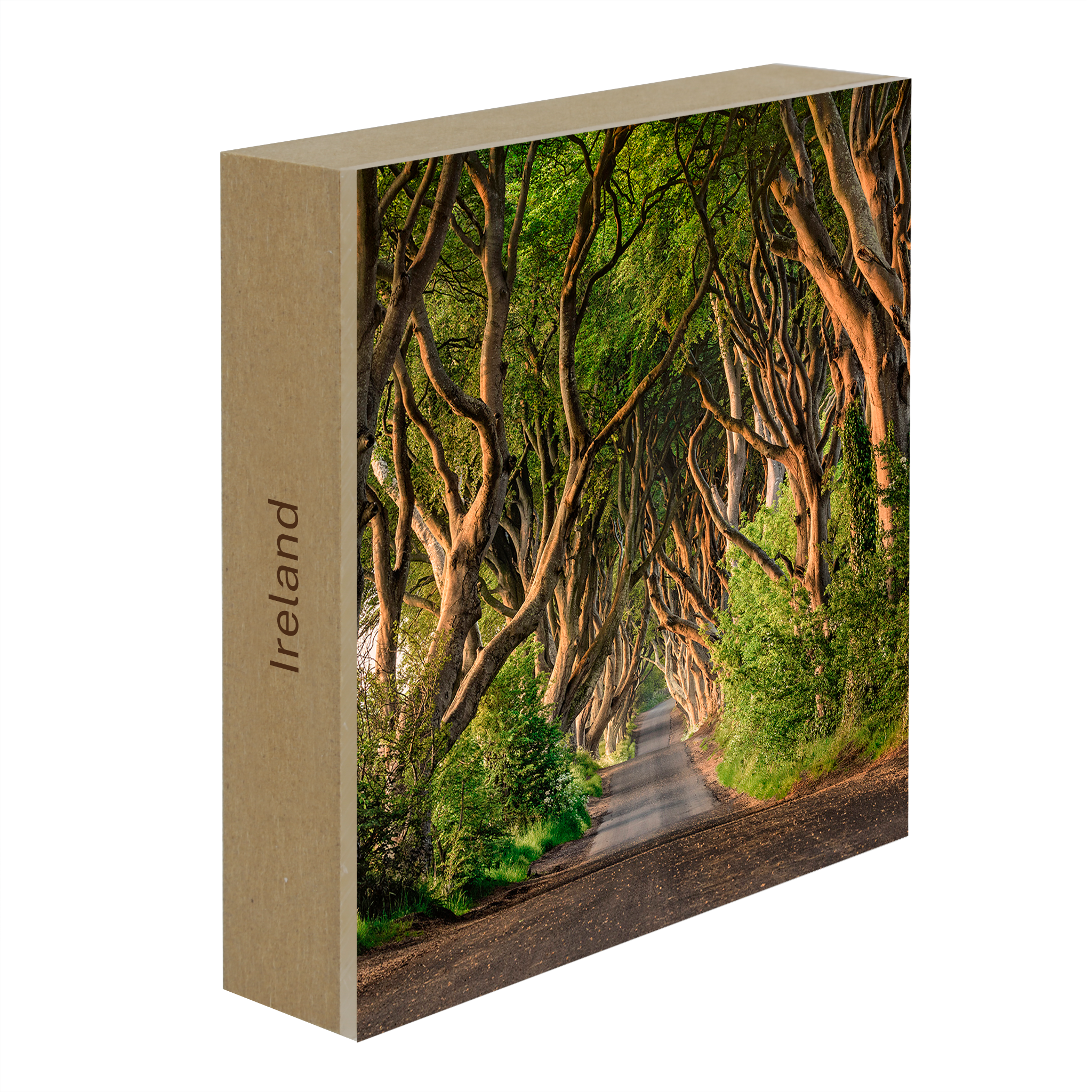 The Dark Hedges of Ireland- Collection: Ireland