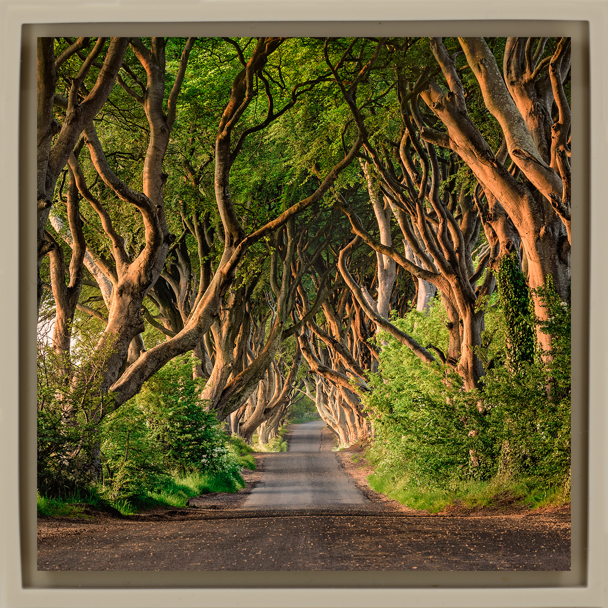 The Dark Hedges of Ireland - Zandkleurige Wrapp