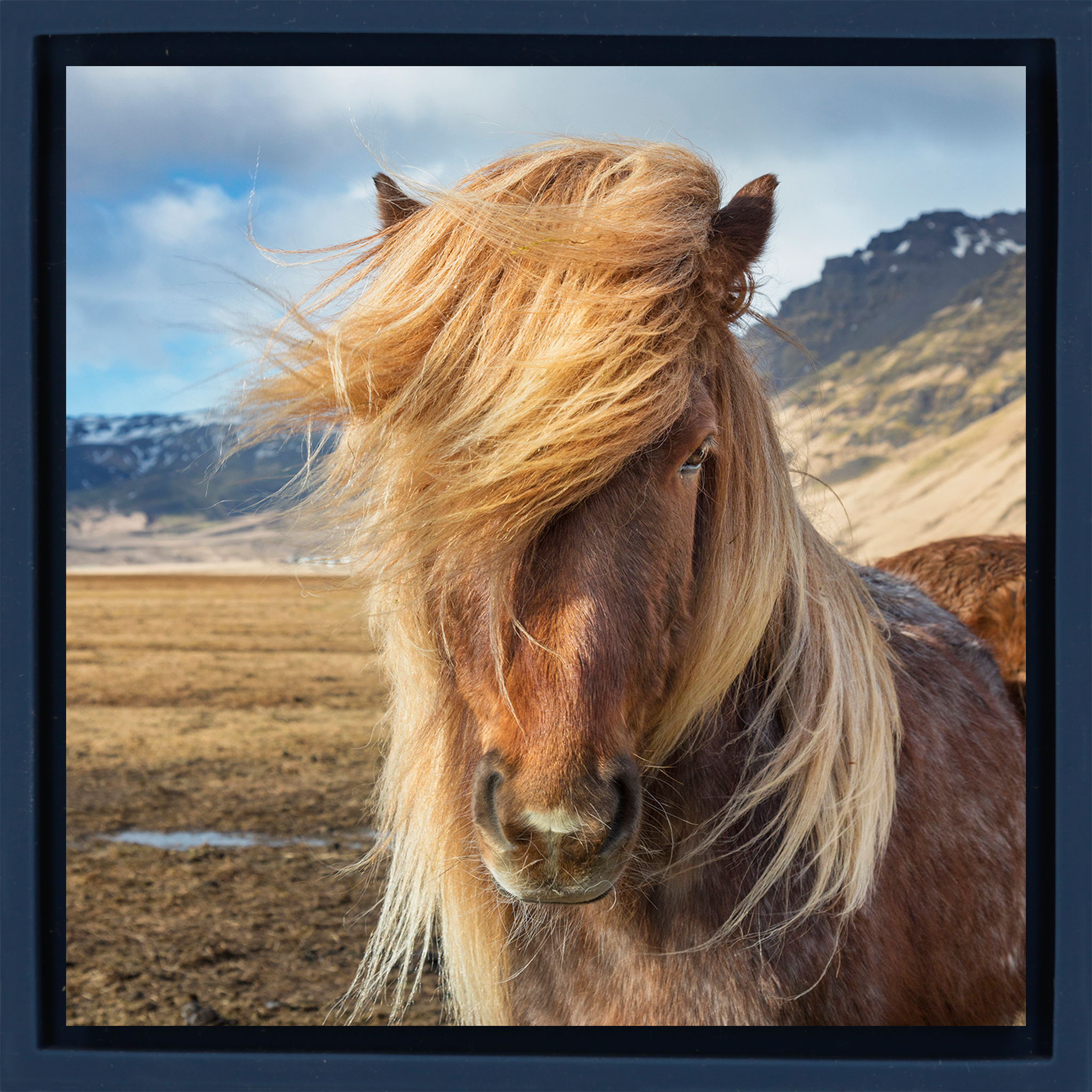 Icelandic Pony- Dark Blue Wrapp