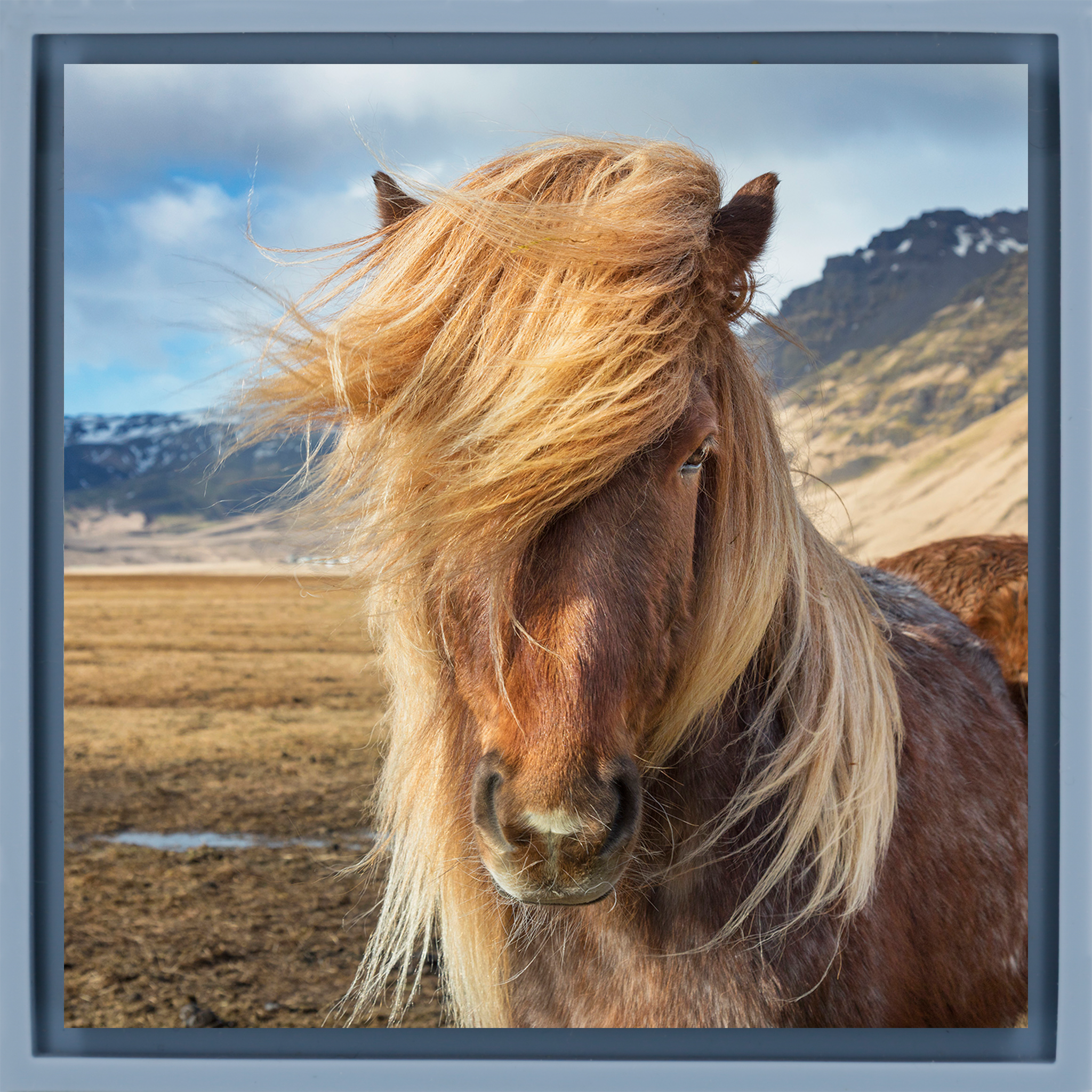 Poney islandais - Couverture bleu clair