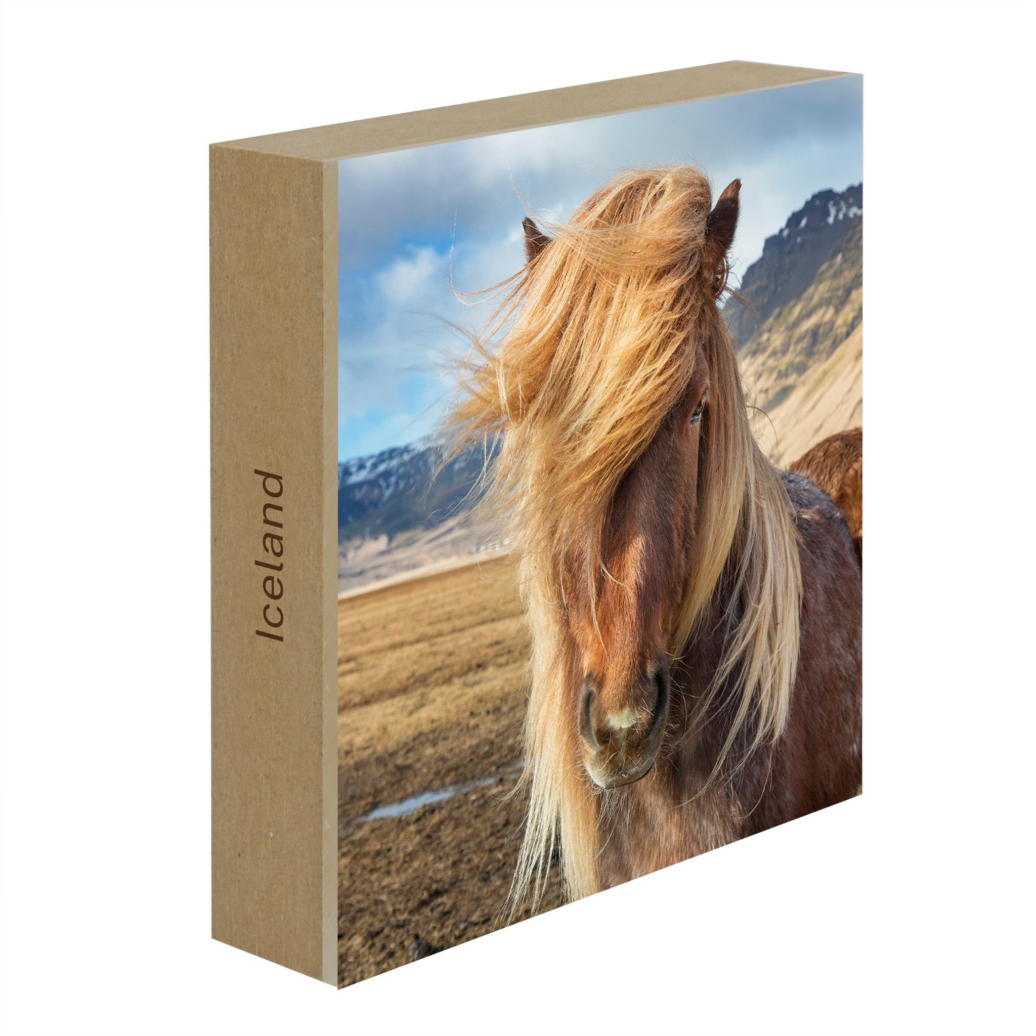 Icelandic Pony- Collection: Iceland