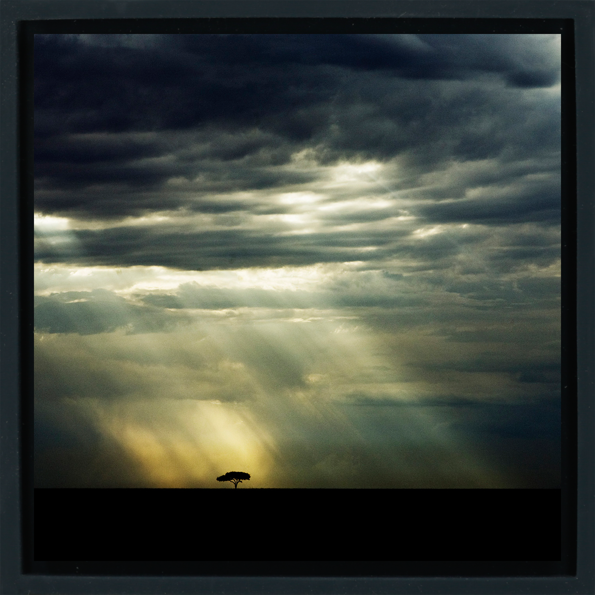 The Lone Tree - Zwarte Wrapp