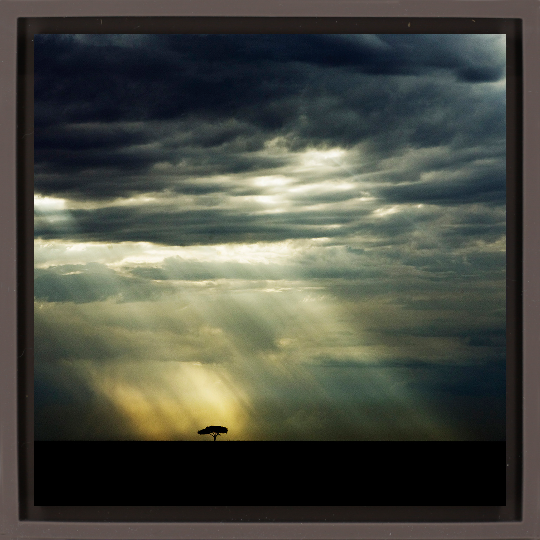 The Lone Tree - Bruine Wrapp