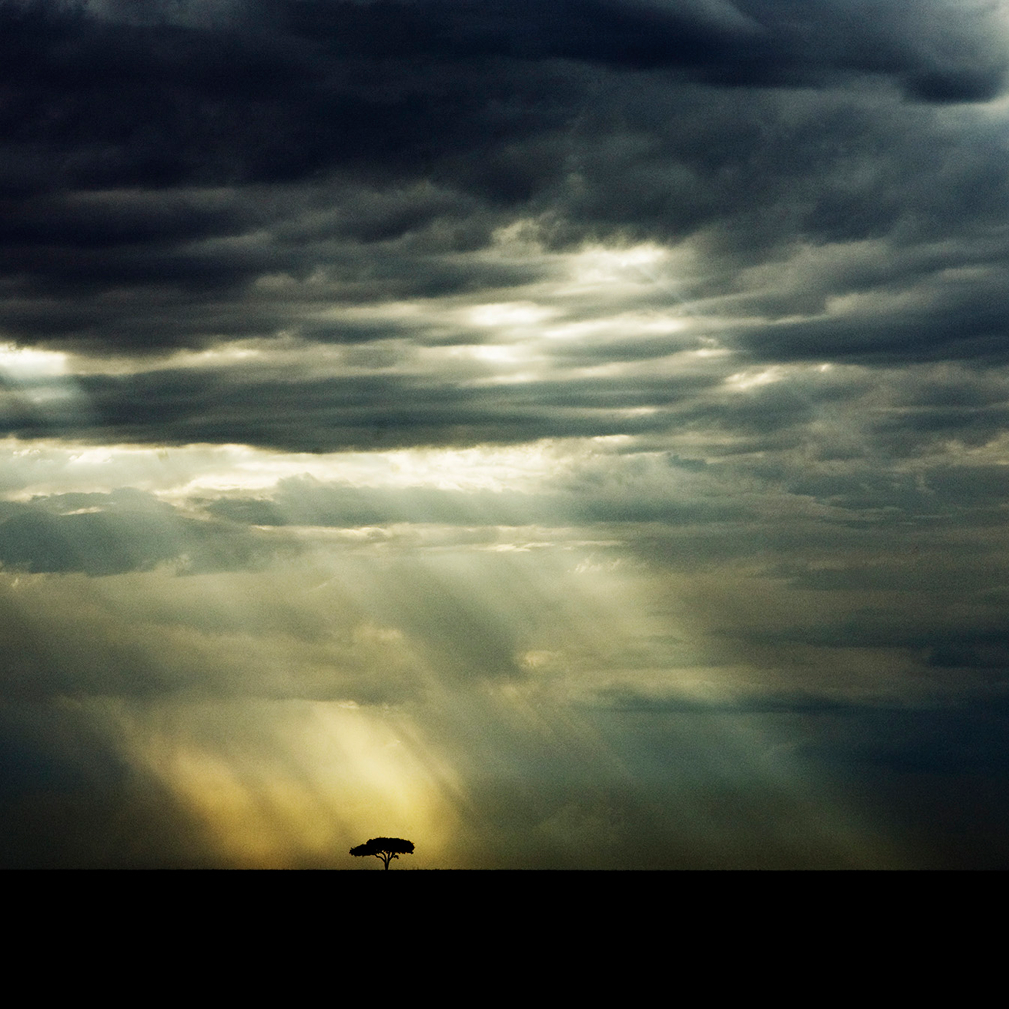 The Lone Tree - Collection: Kenya