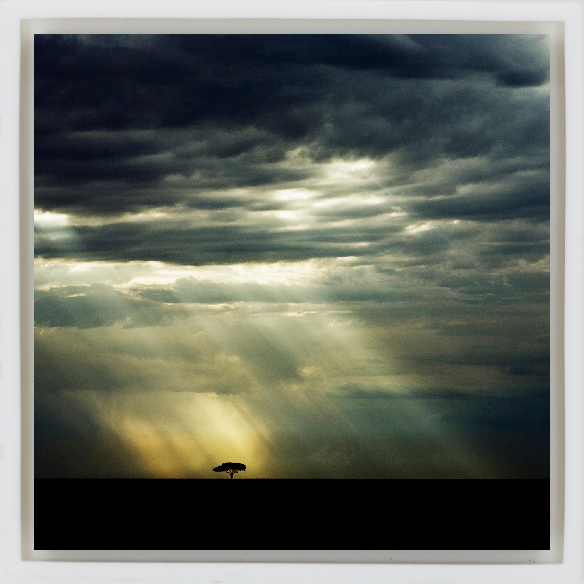 The Lone Tree - Witte Wrapp