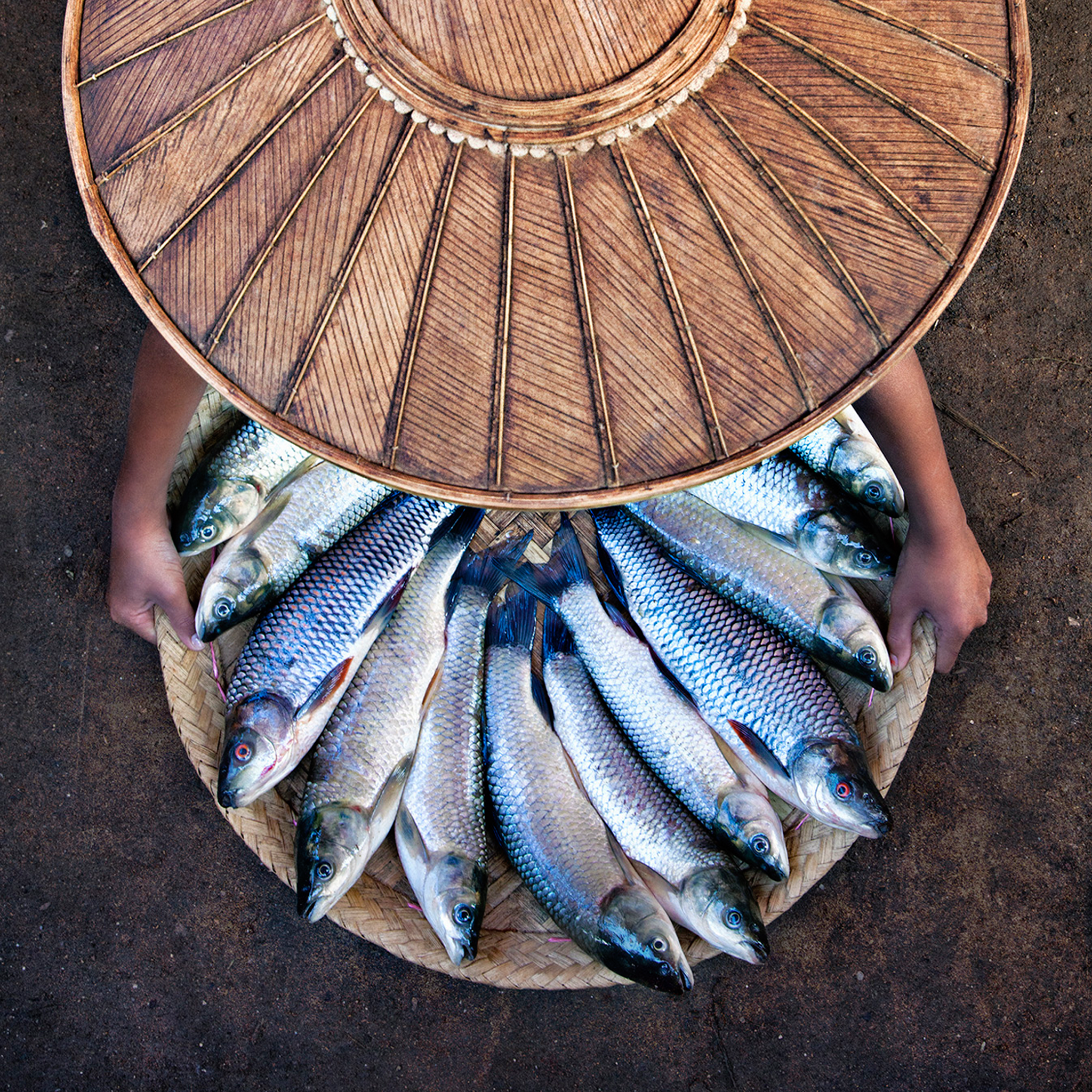Inle Lake Fisherman- Collection: Myanmar
