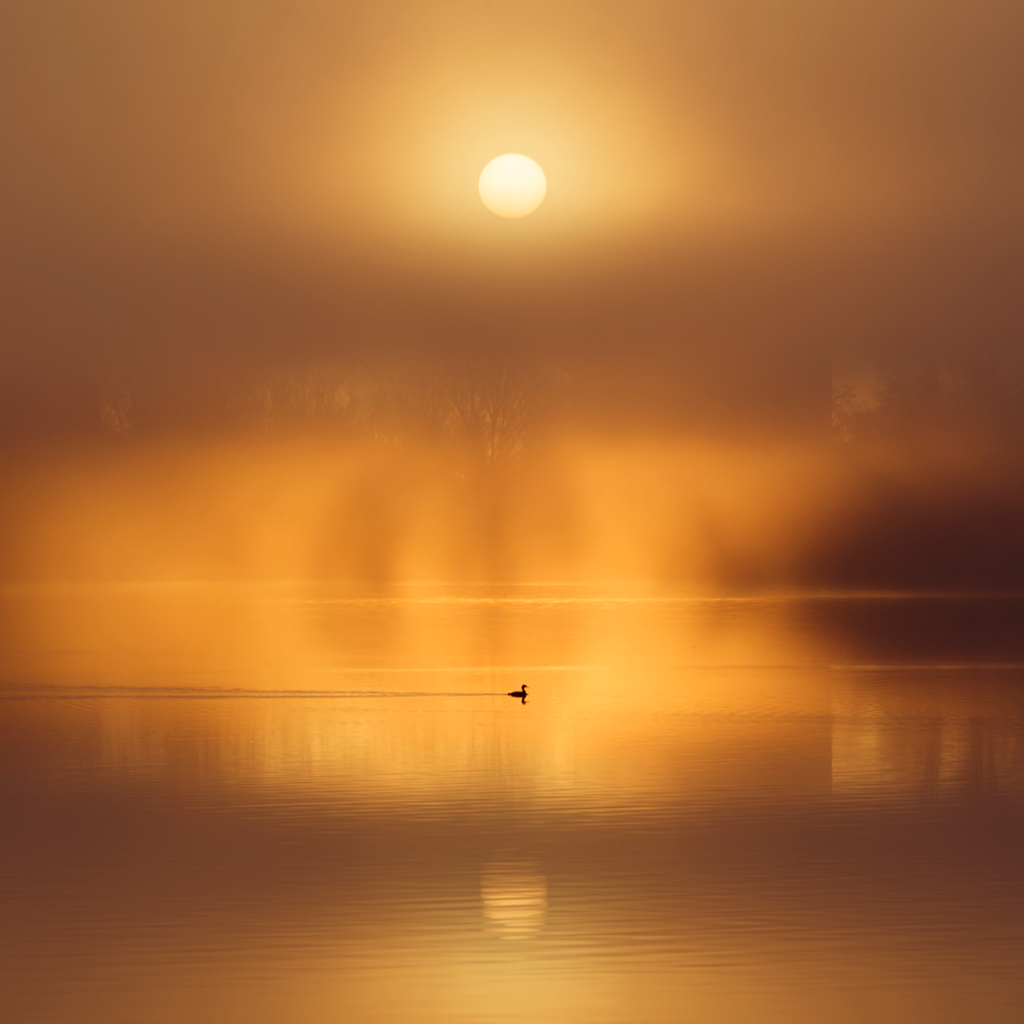 Silent Ripple on De Poel- Collection: The Netherlands