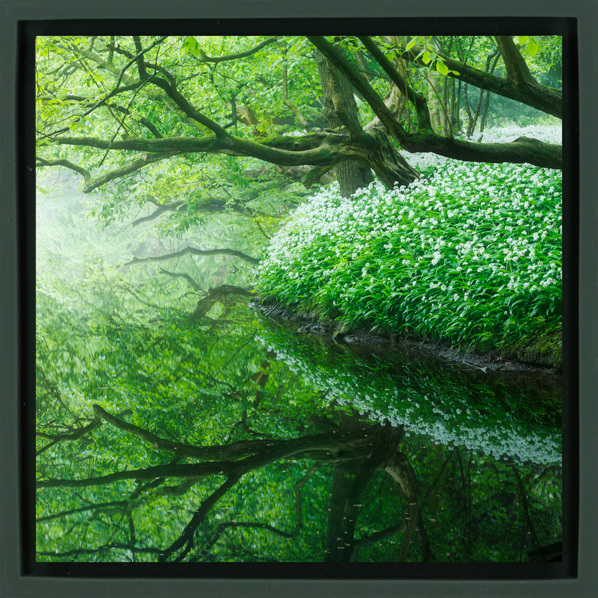 Reflections of the Amsterdamse Bos- Dark Green Wrapp