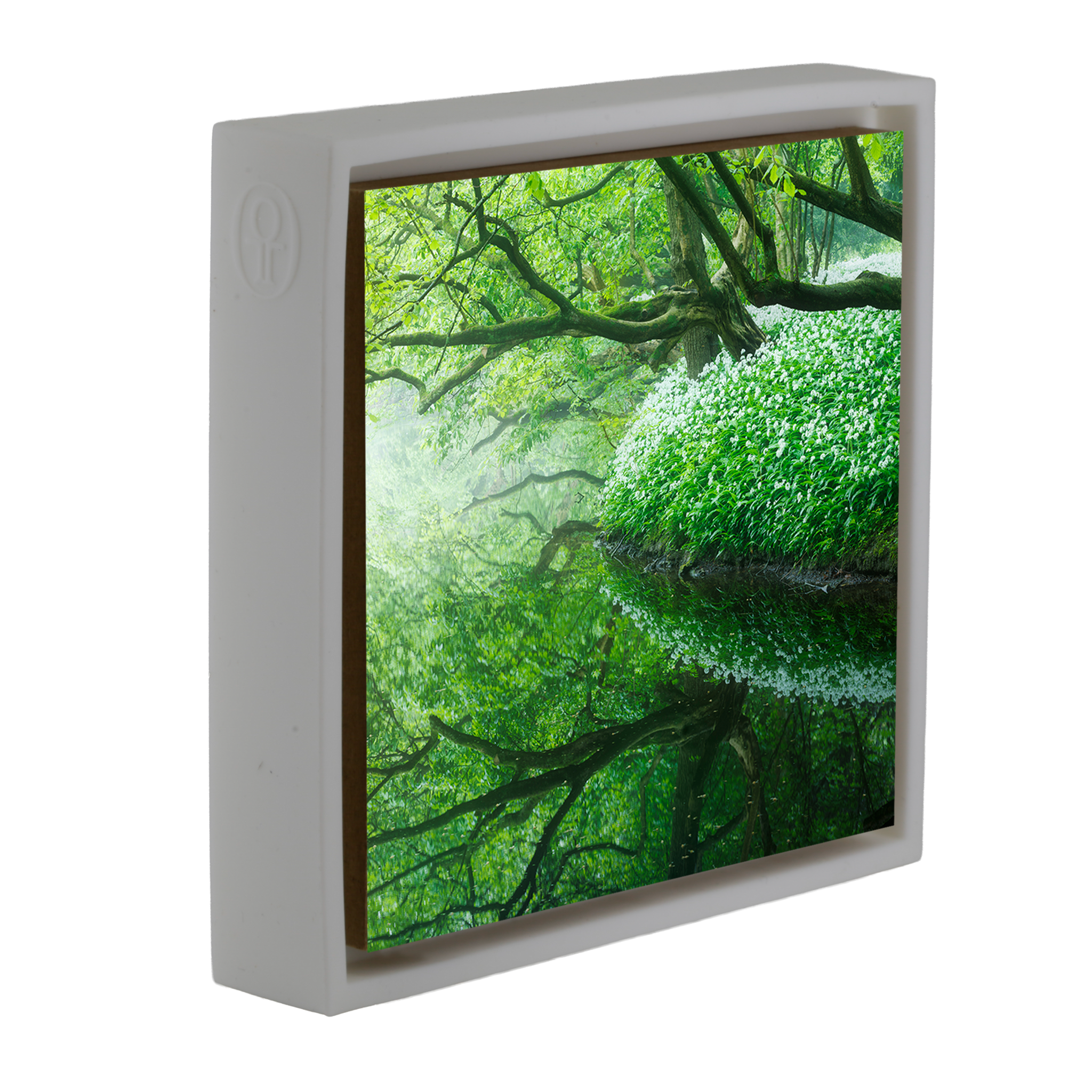 Reflections of the Amsterdamse Bos- White Wrapp