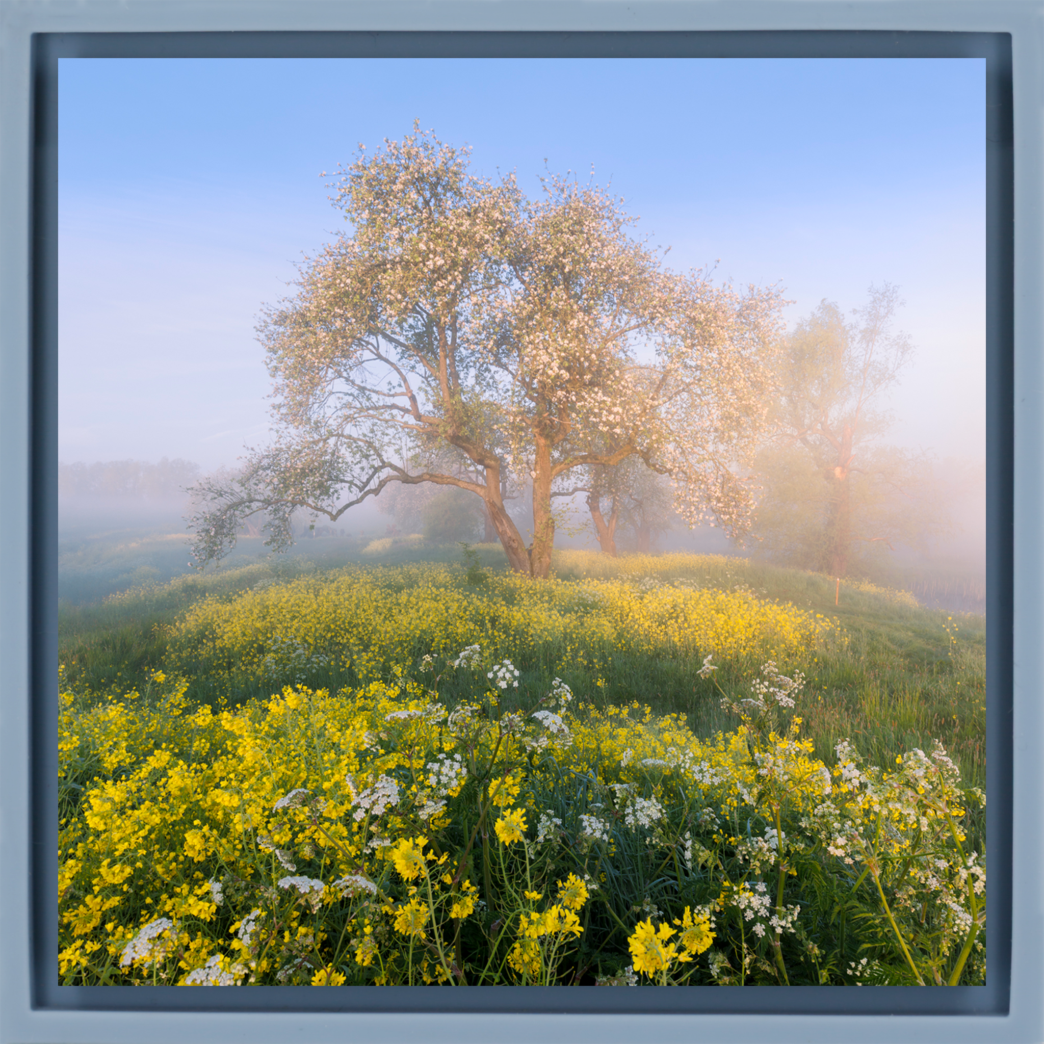Blossom in De Betuwe - Lichtblauwe Wrapp