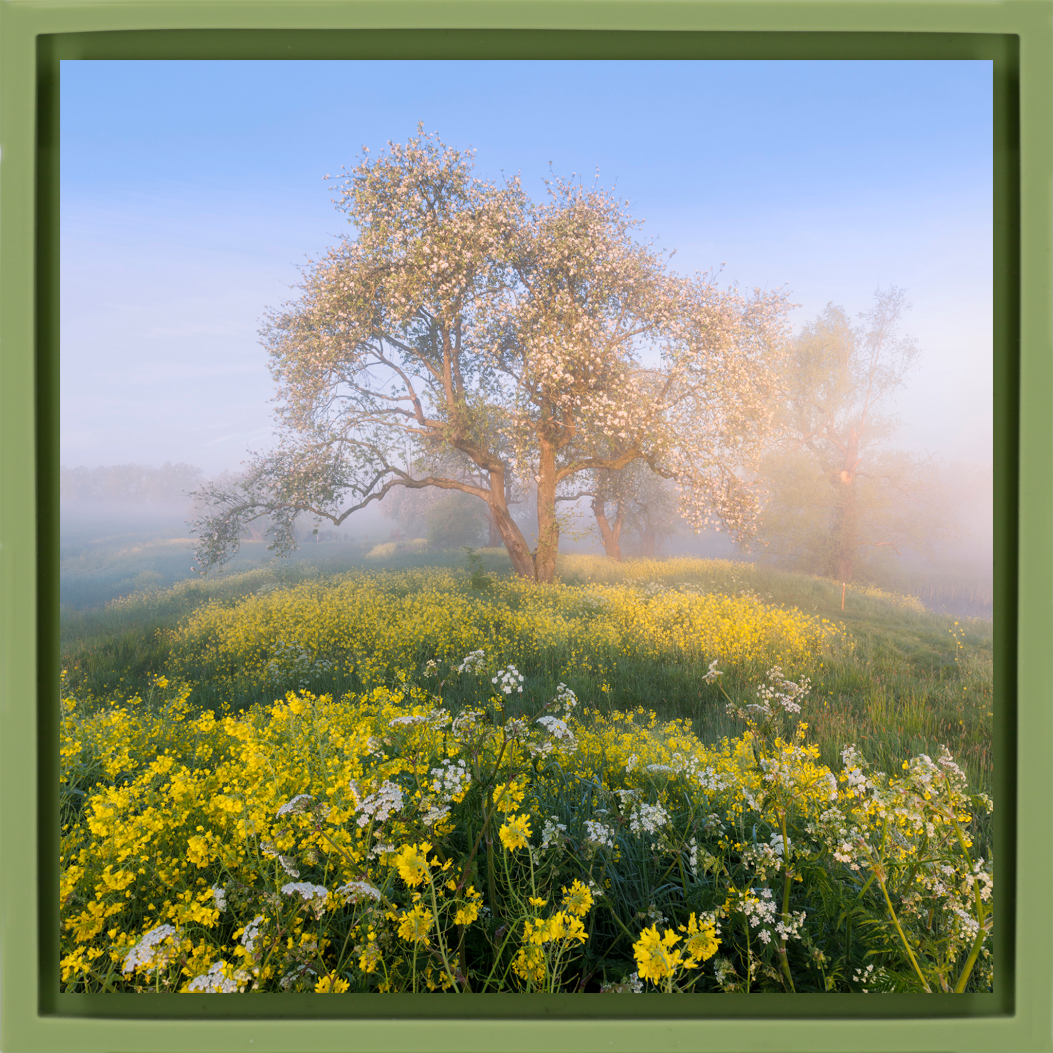 Blossom in De Betuwe- Light Green Wrapp