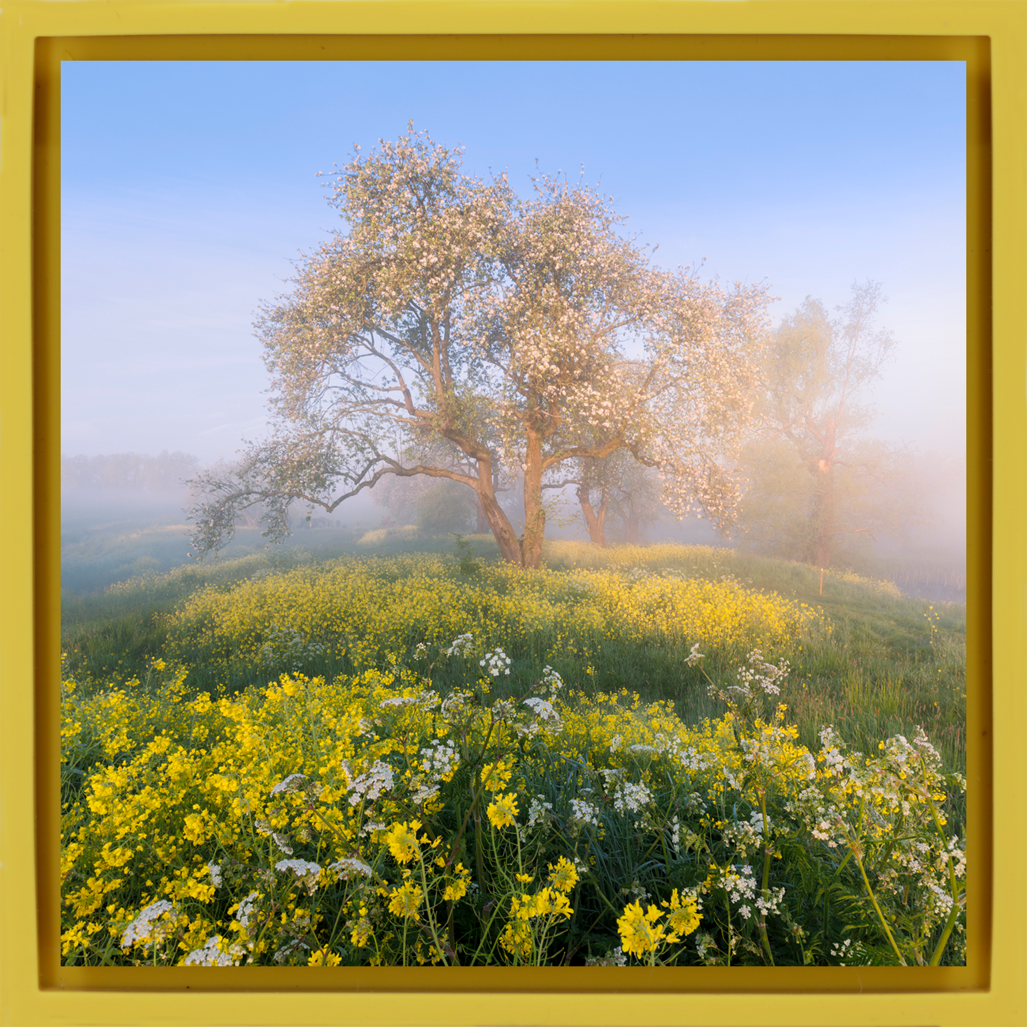 Blossom in De Betuwe - Gele Wrapp