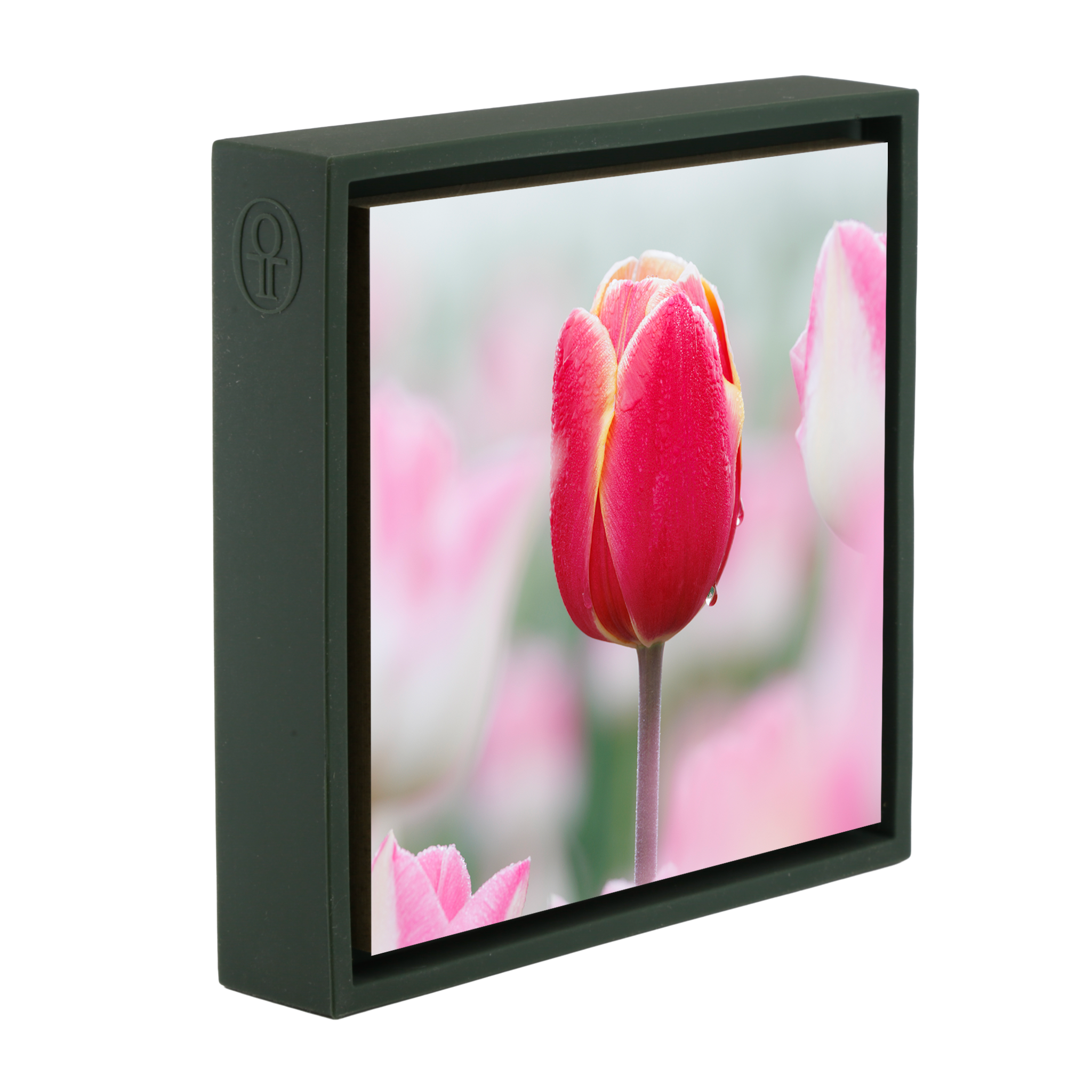 Morning Dew Drop- Dark Green Wrapp