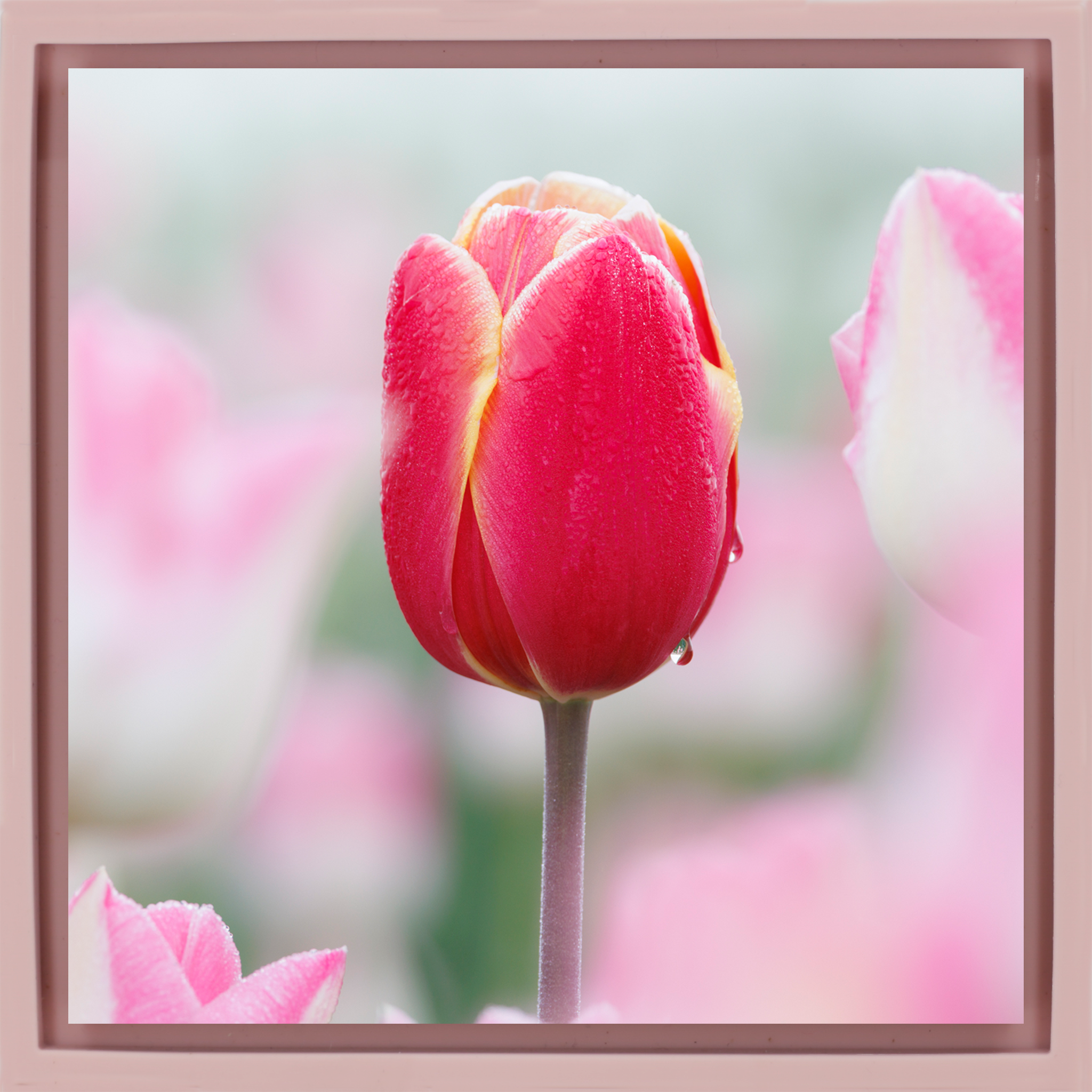 Morning Dew Drop - Roze Wrapp