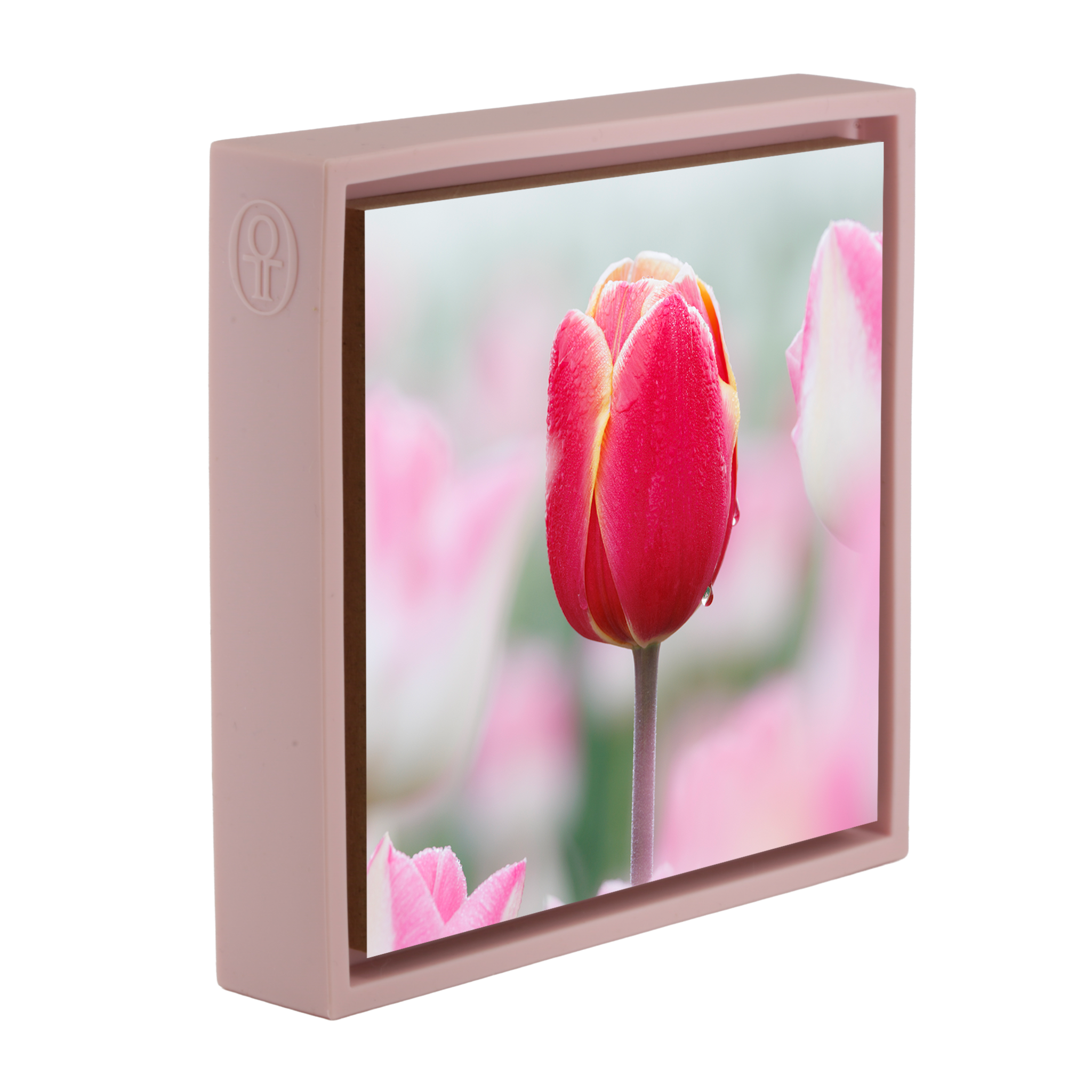 Morning Dew Drop - Roze Wrapp