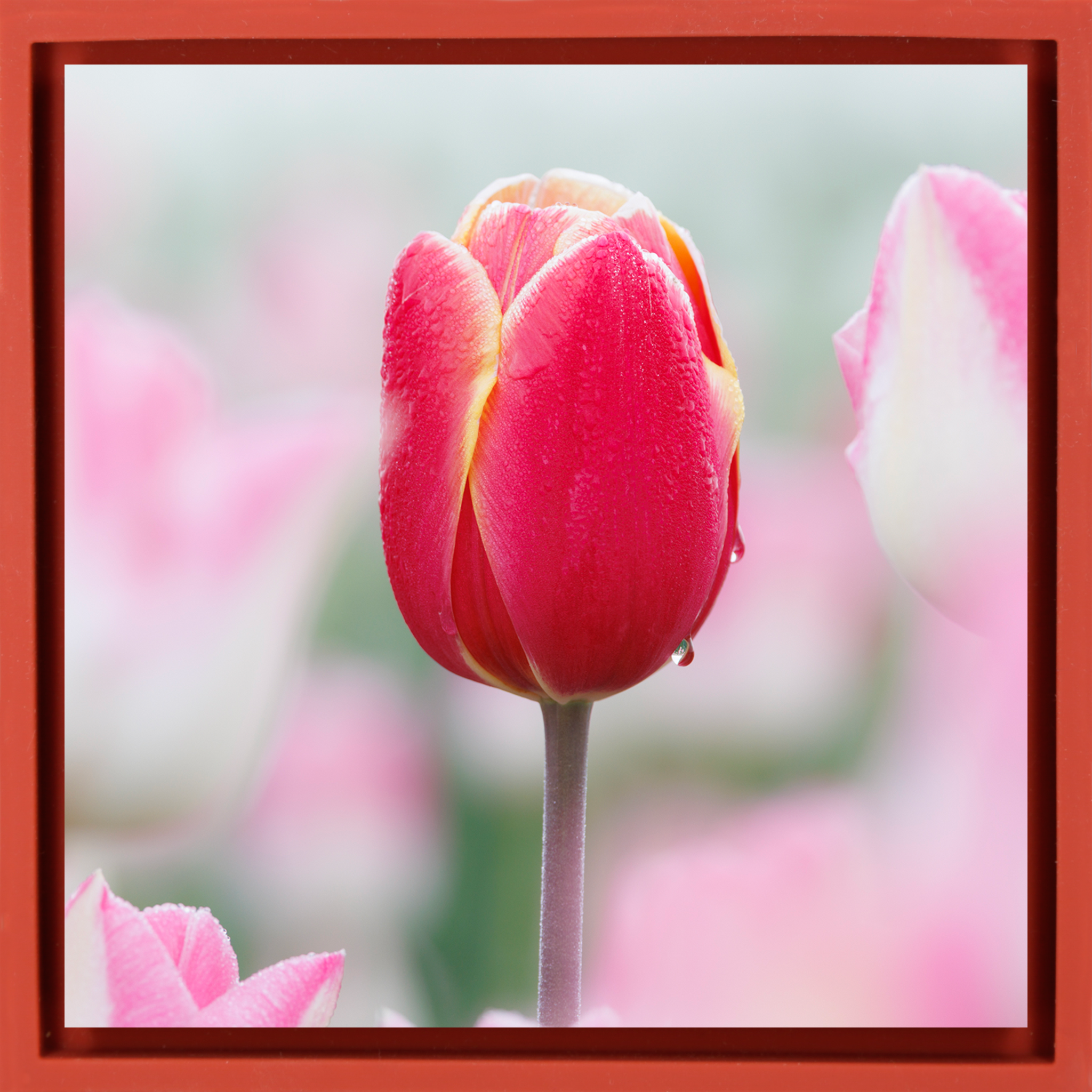 Morning Dew Drop - Rode Wrapp
