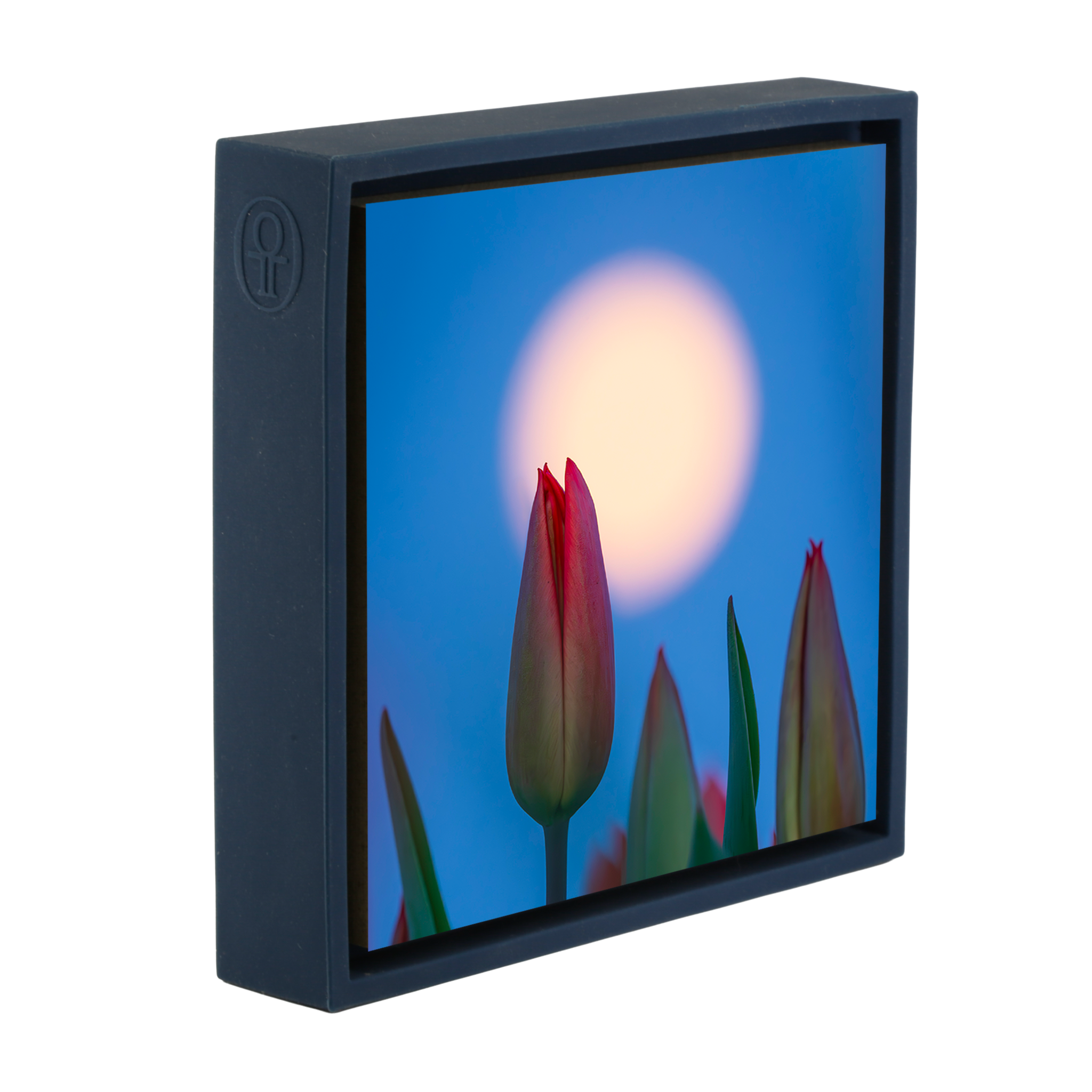 Lunar Tulip- Dark Blue Wrapp