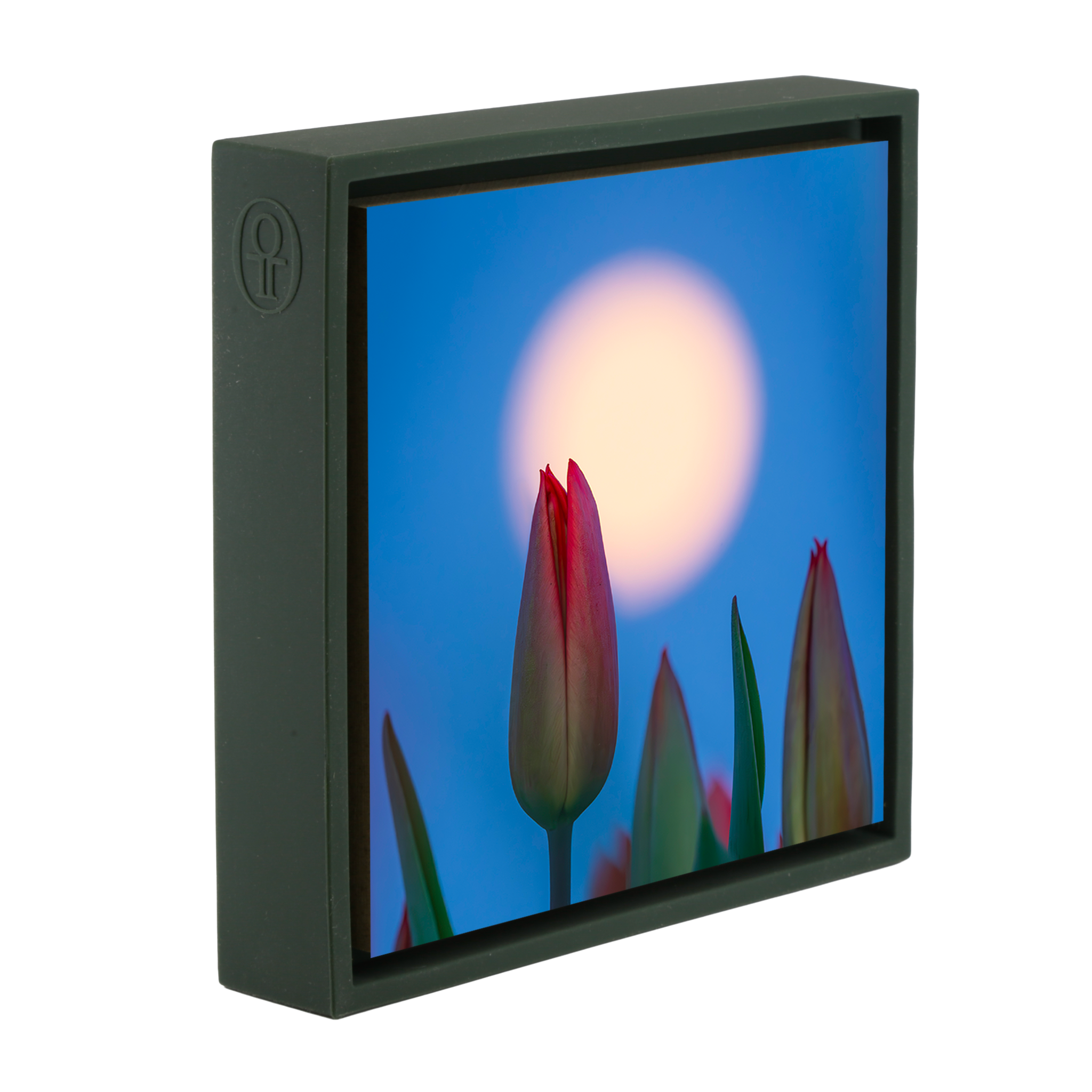 Lunar Tulip- Dark Green Wrapp
