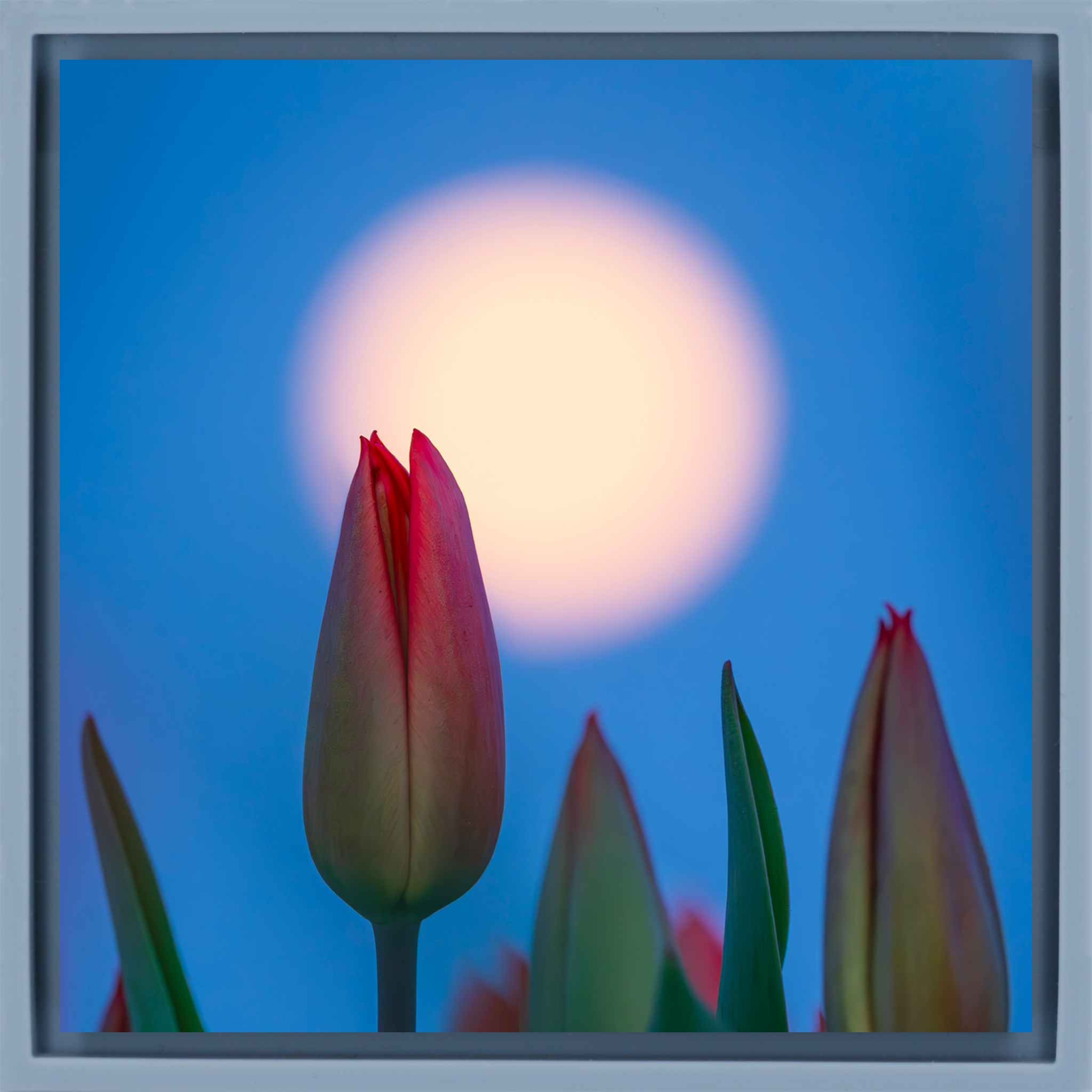 Lunar Tulip- Light Blue Wrapp