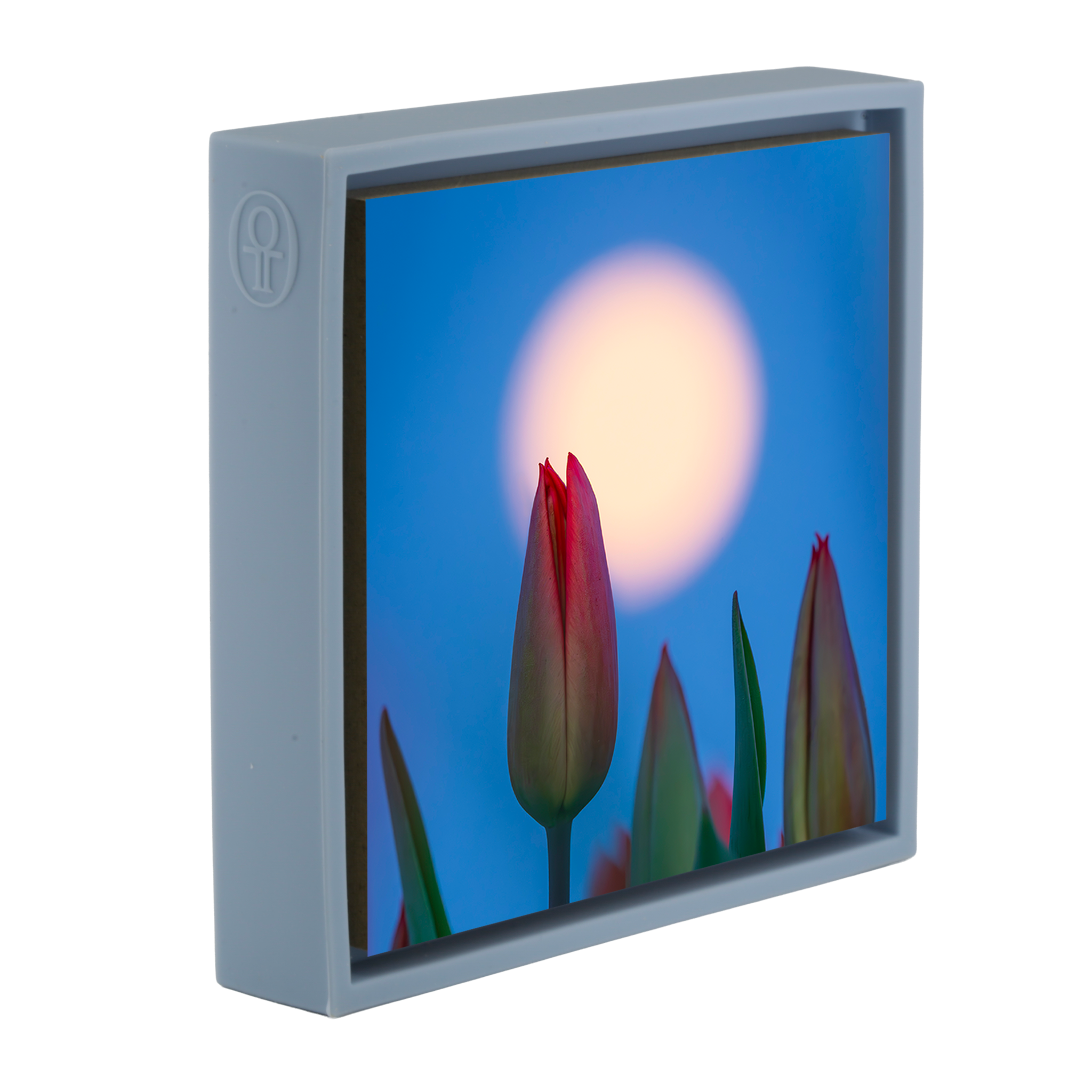 Lunar Tulip- Light Blue Wrapp