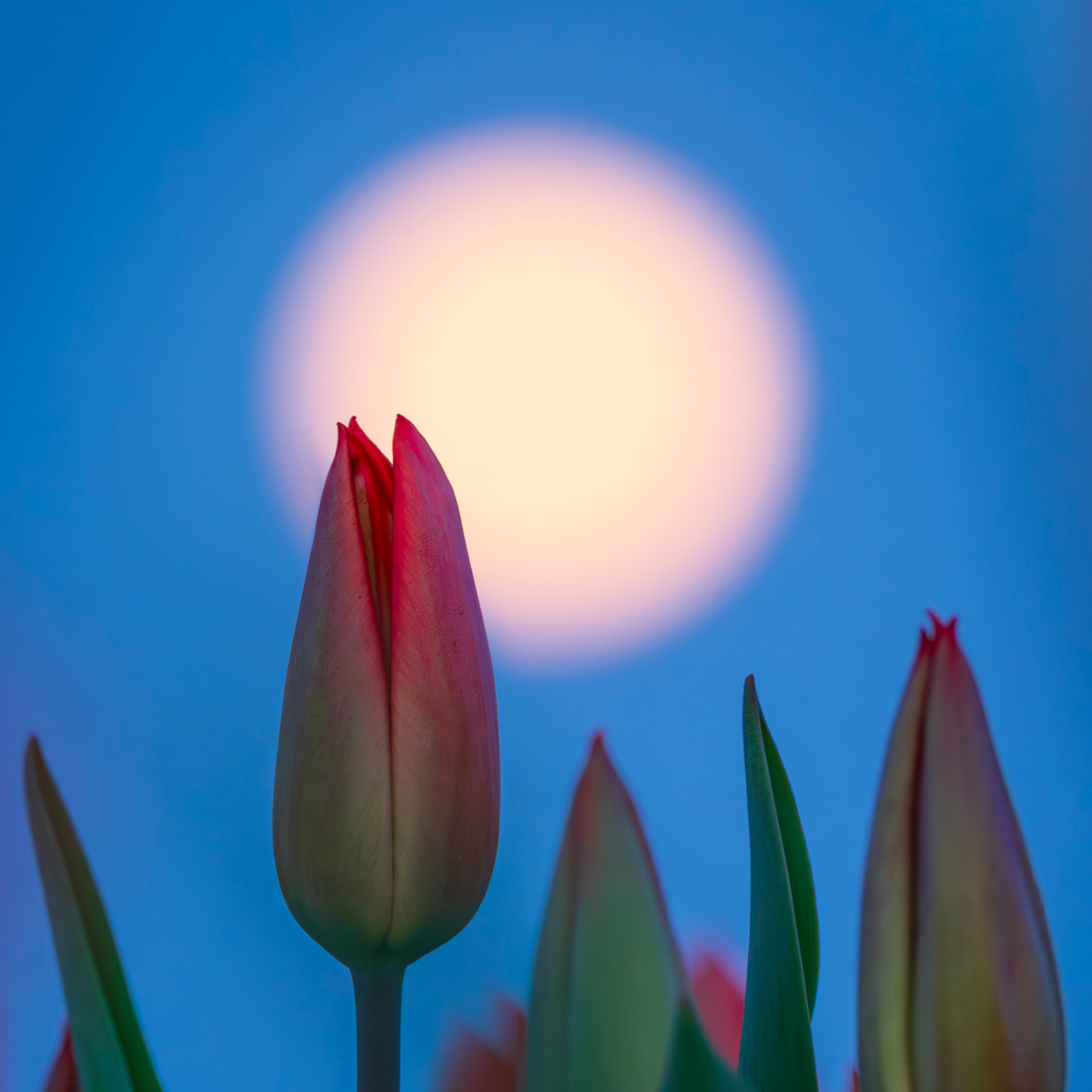 Lunar Tulip- Collection: The Netherlands