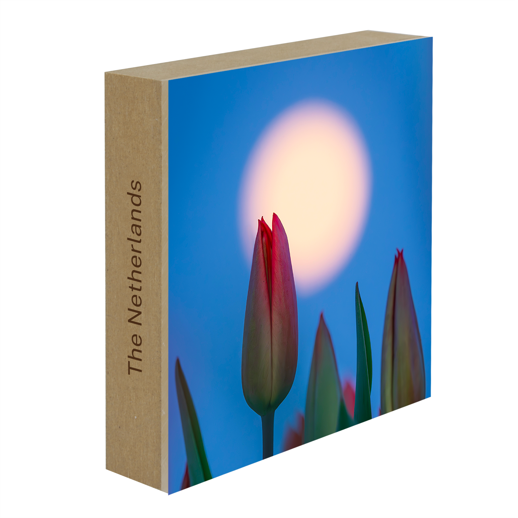 Lunar Tulip- Collection: The Netherlands