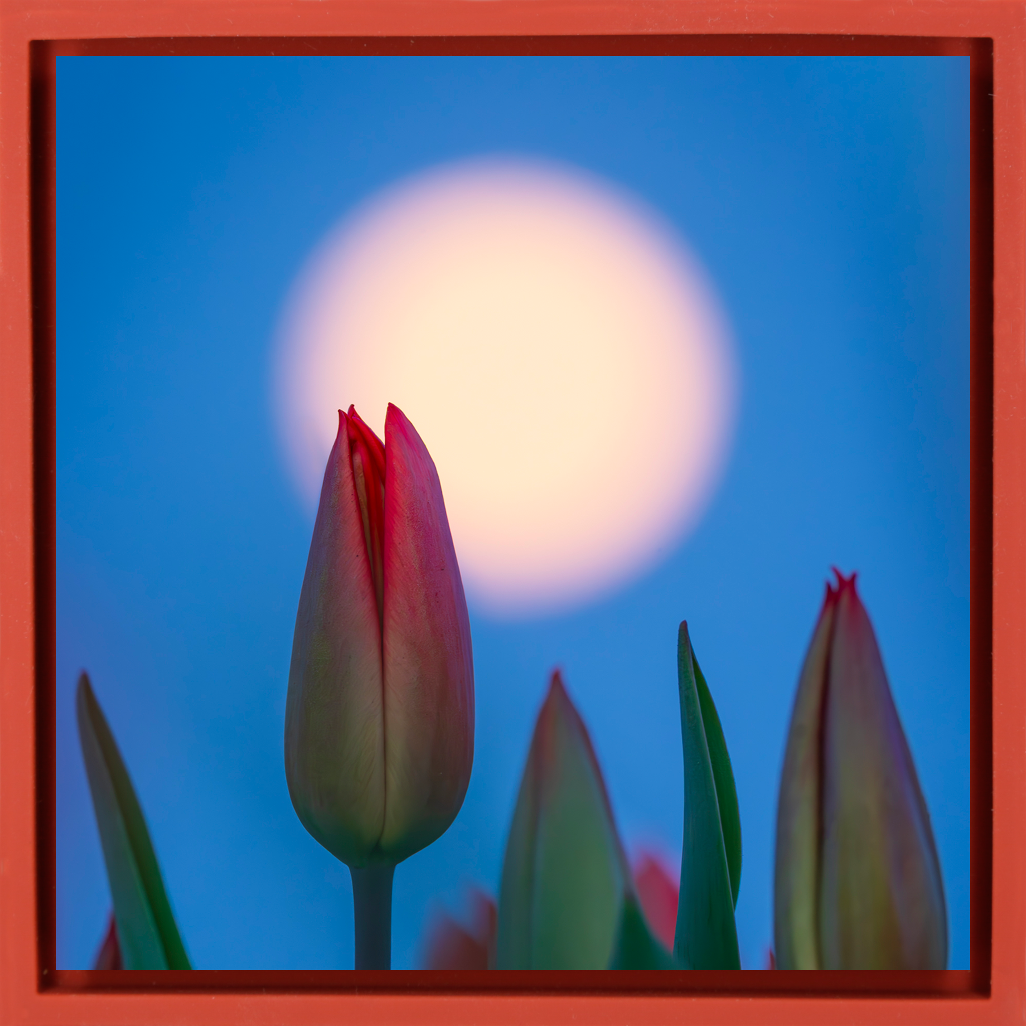 Lunar Tulip- Red Wrapp