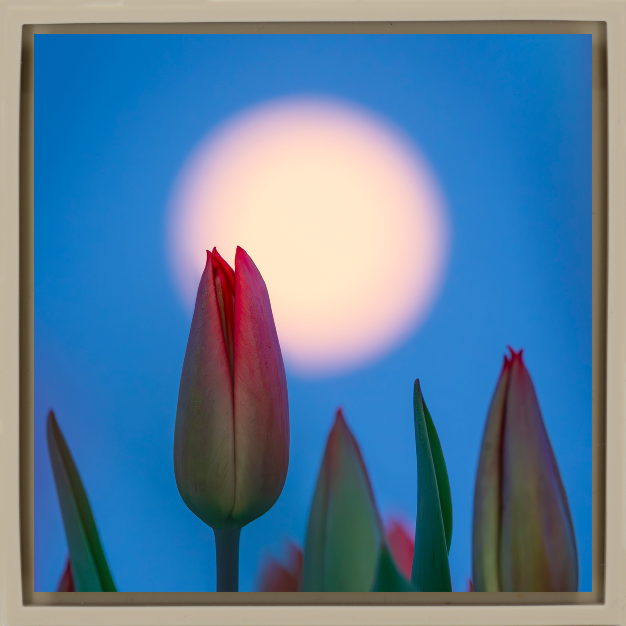 Lunar Tulip- Sand Wrapp