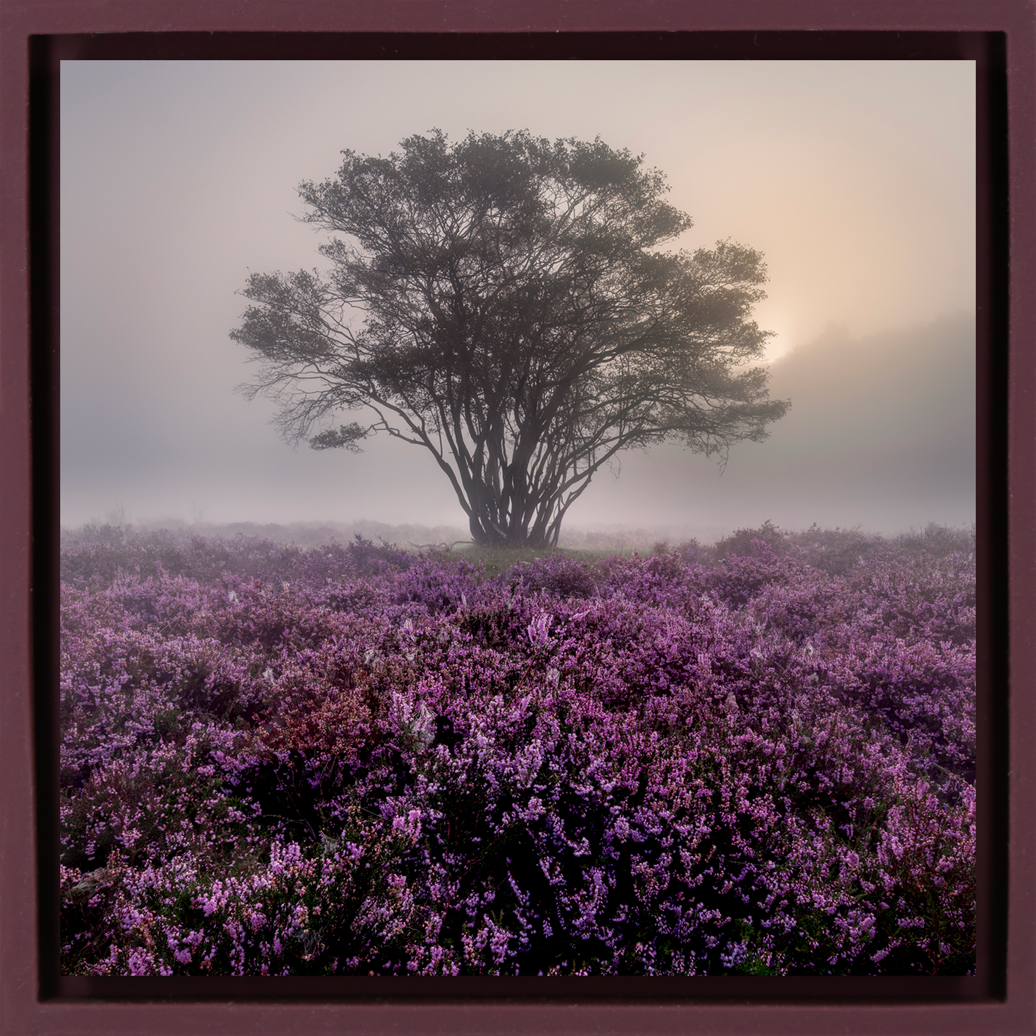 Purple Heather - Paarse Wrapp