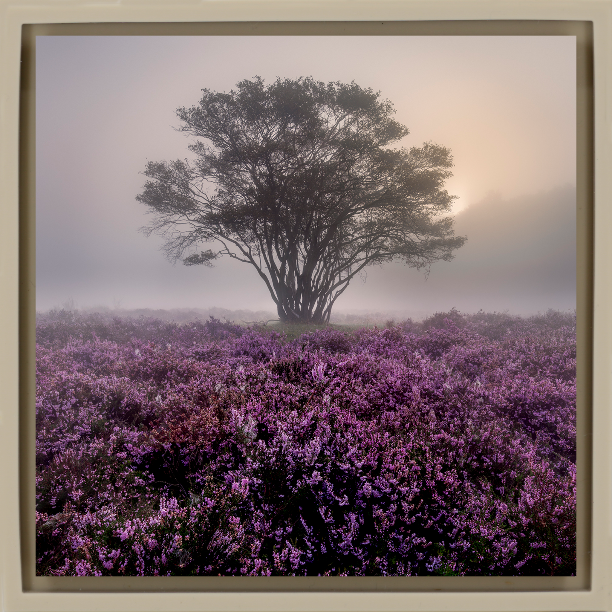 Purple Heather- Sand Wrapp