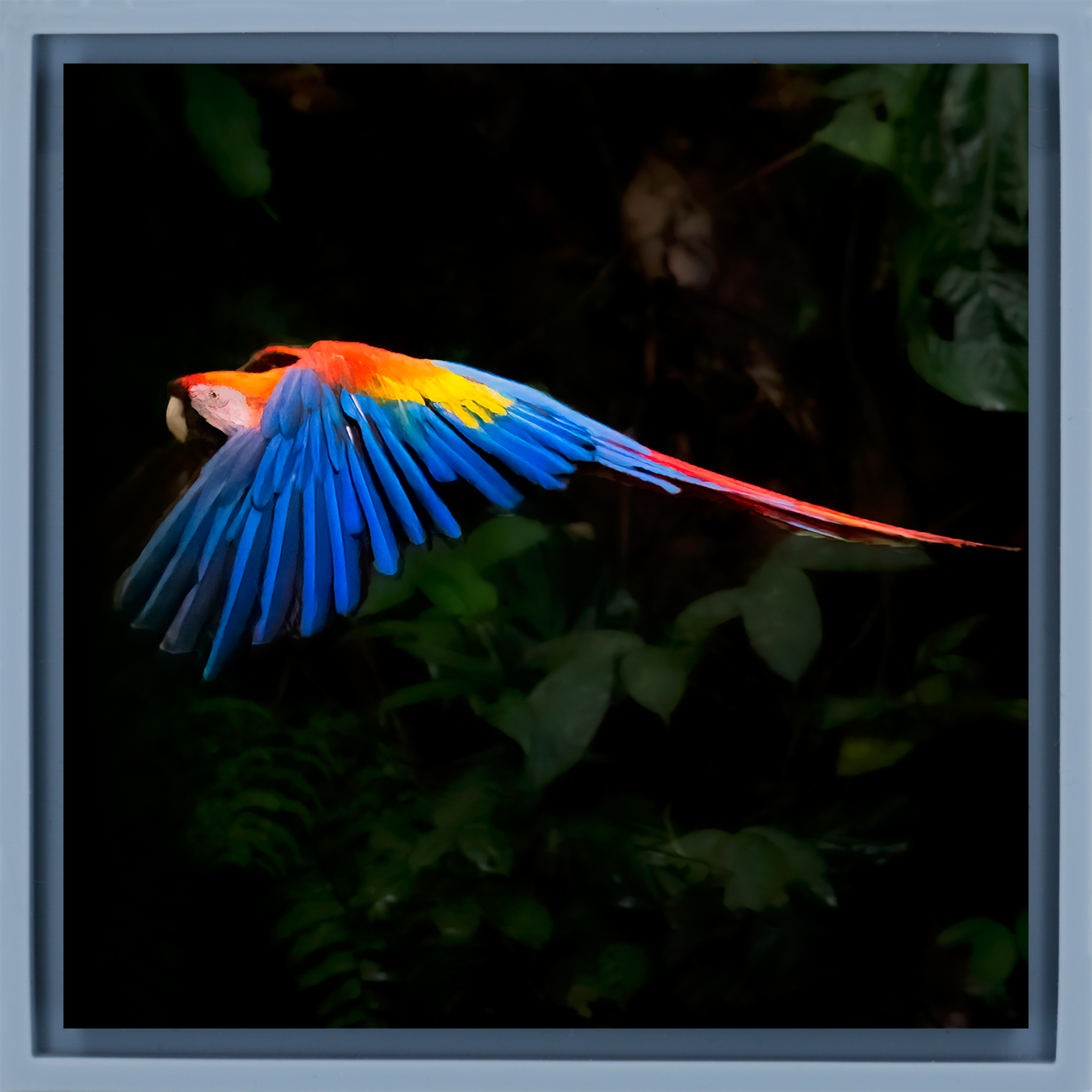 Ara écarlate - Enveloppe bleu clair