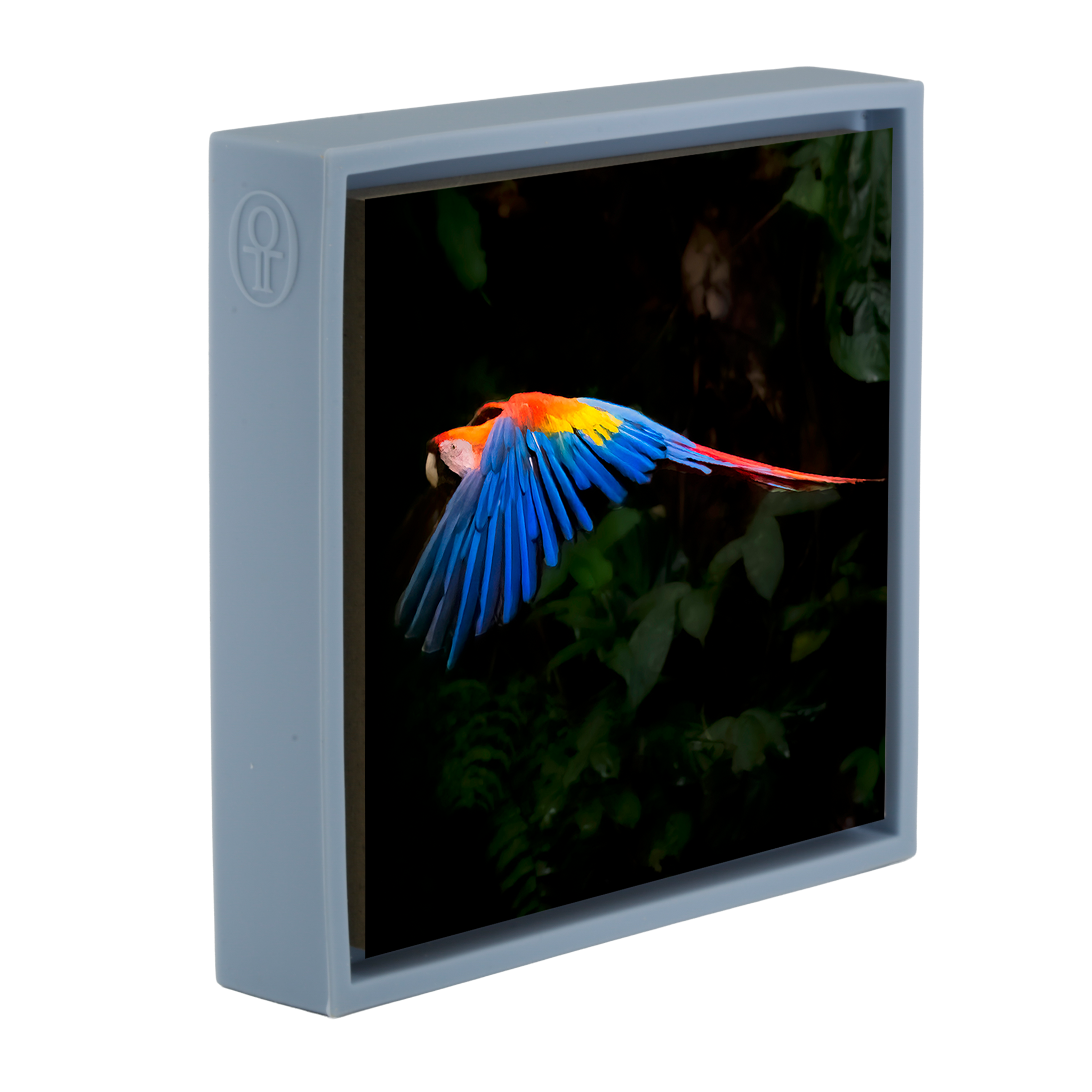 Ara écarlate - Enveloppe bleu clair