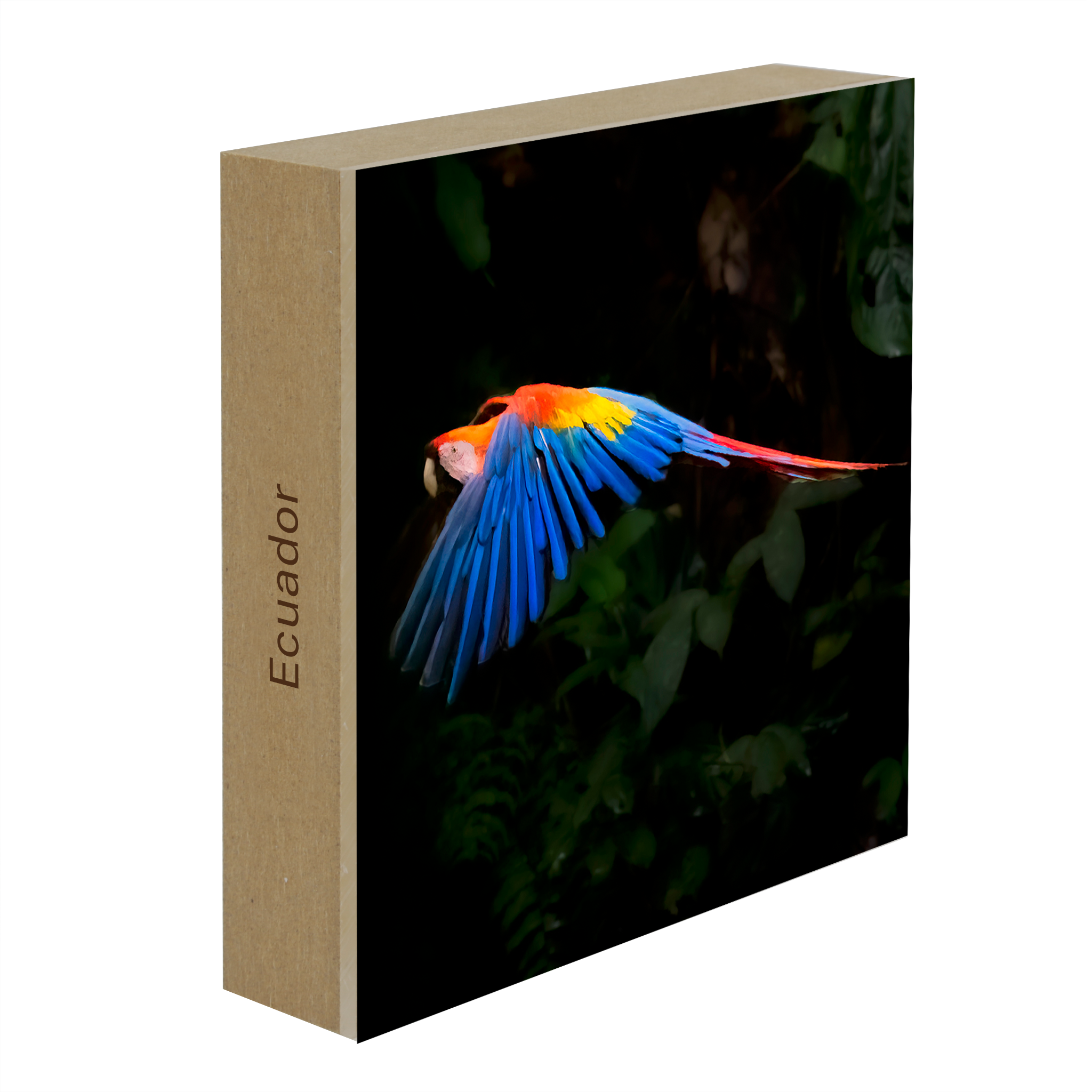 Scarlet Macaw- Collection: Ecuador