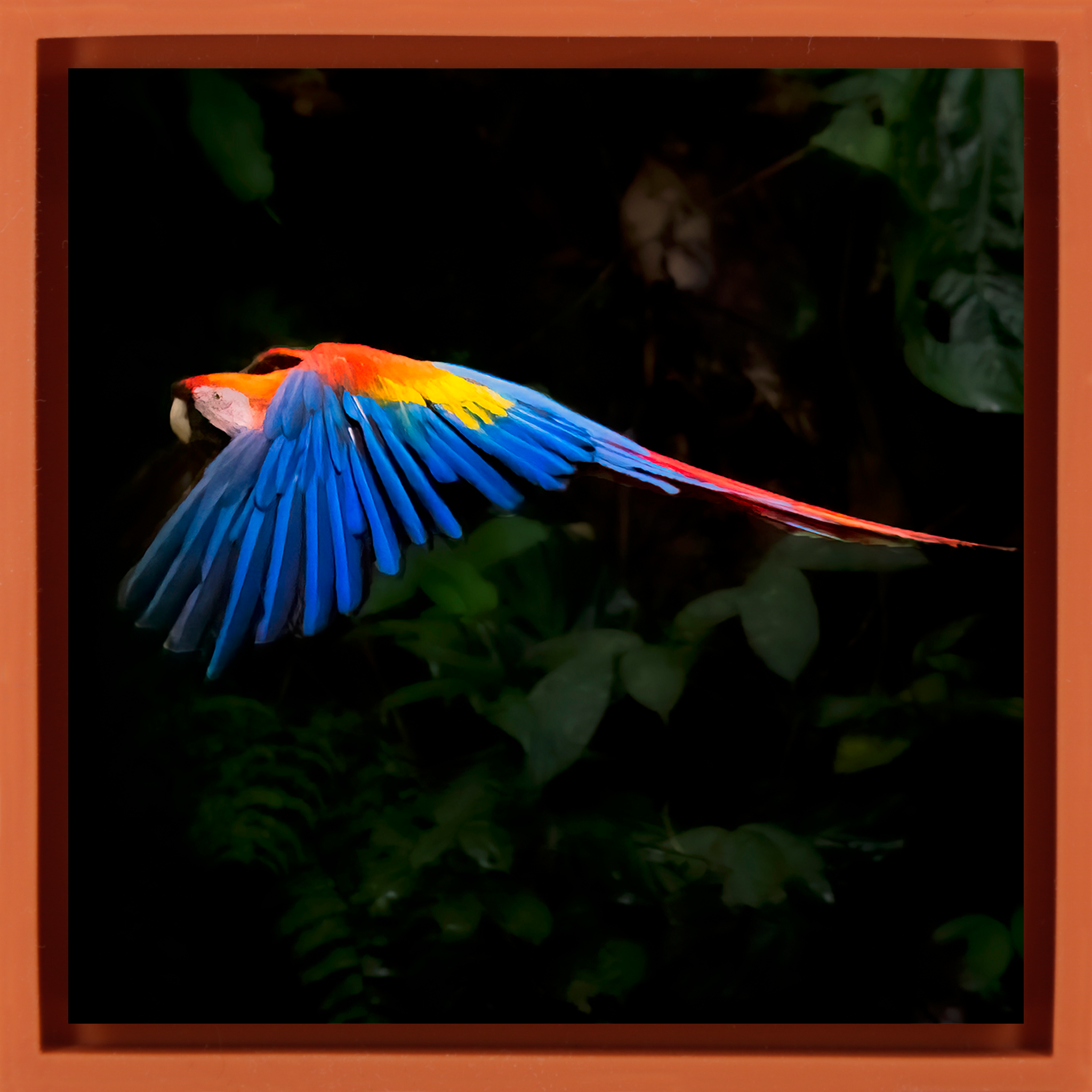 Ara écarlate - Emballage orange