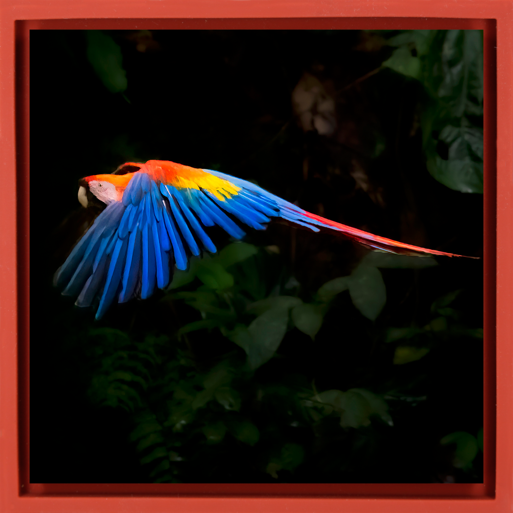 Scarlet Macaw- Red Wrapp