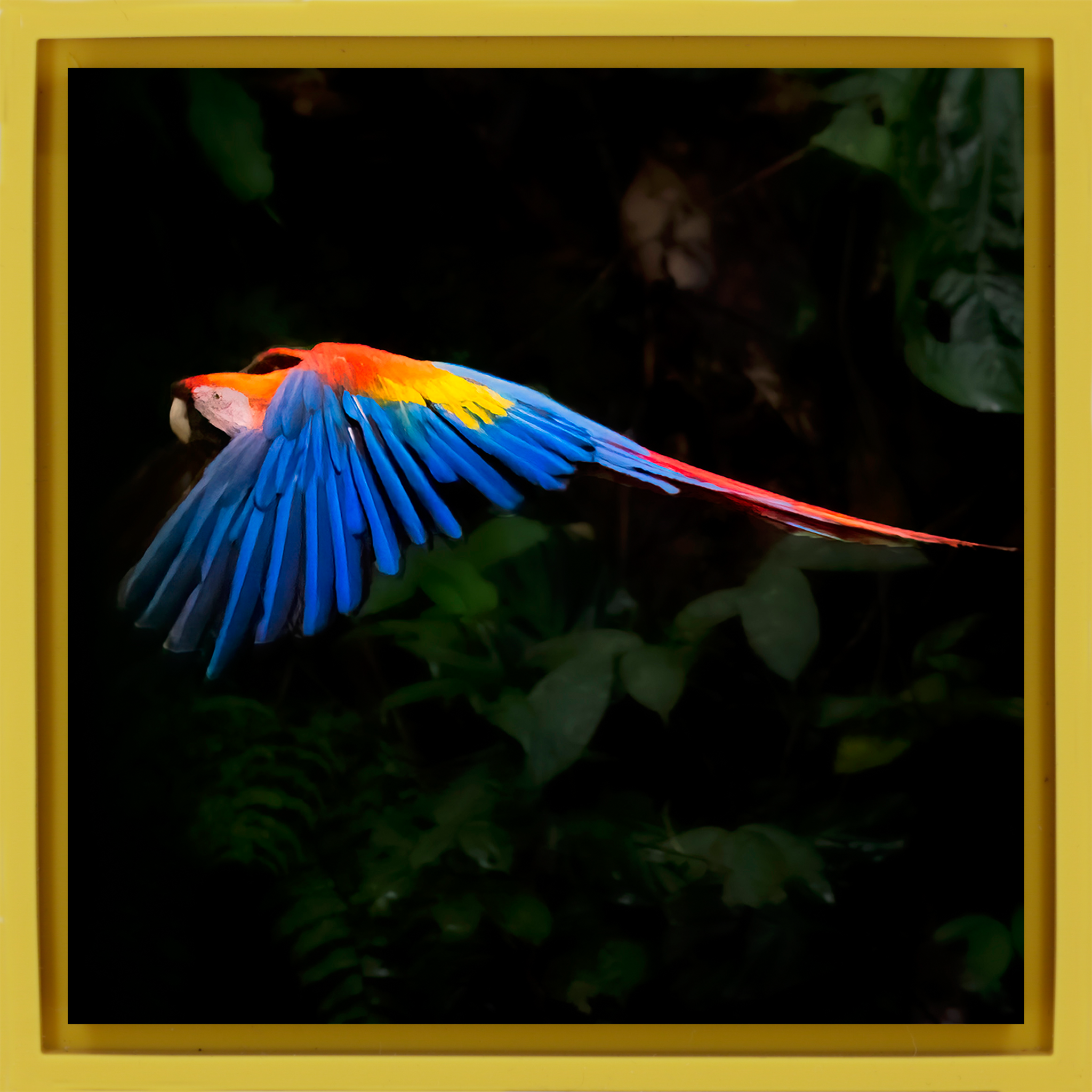 Scarlet Macaw- Yellow Wrapp