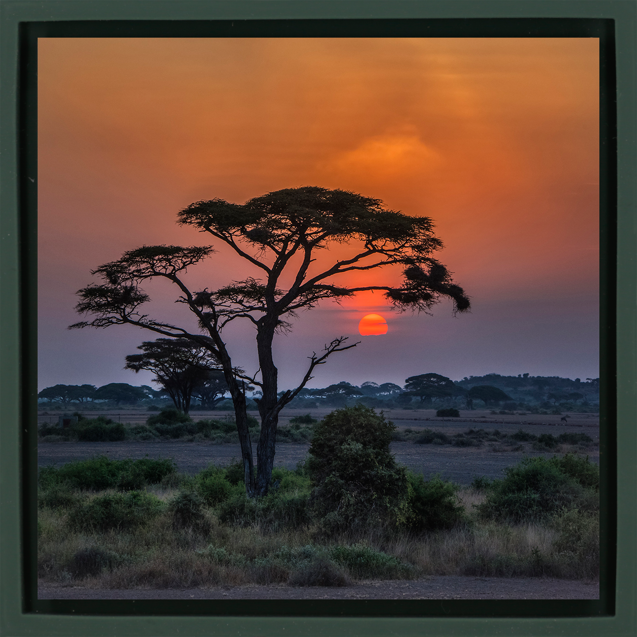 Sunset Tree - Donkergroene Wrapp
