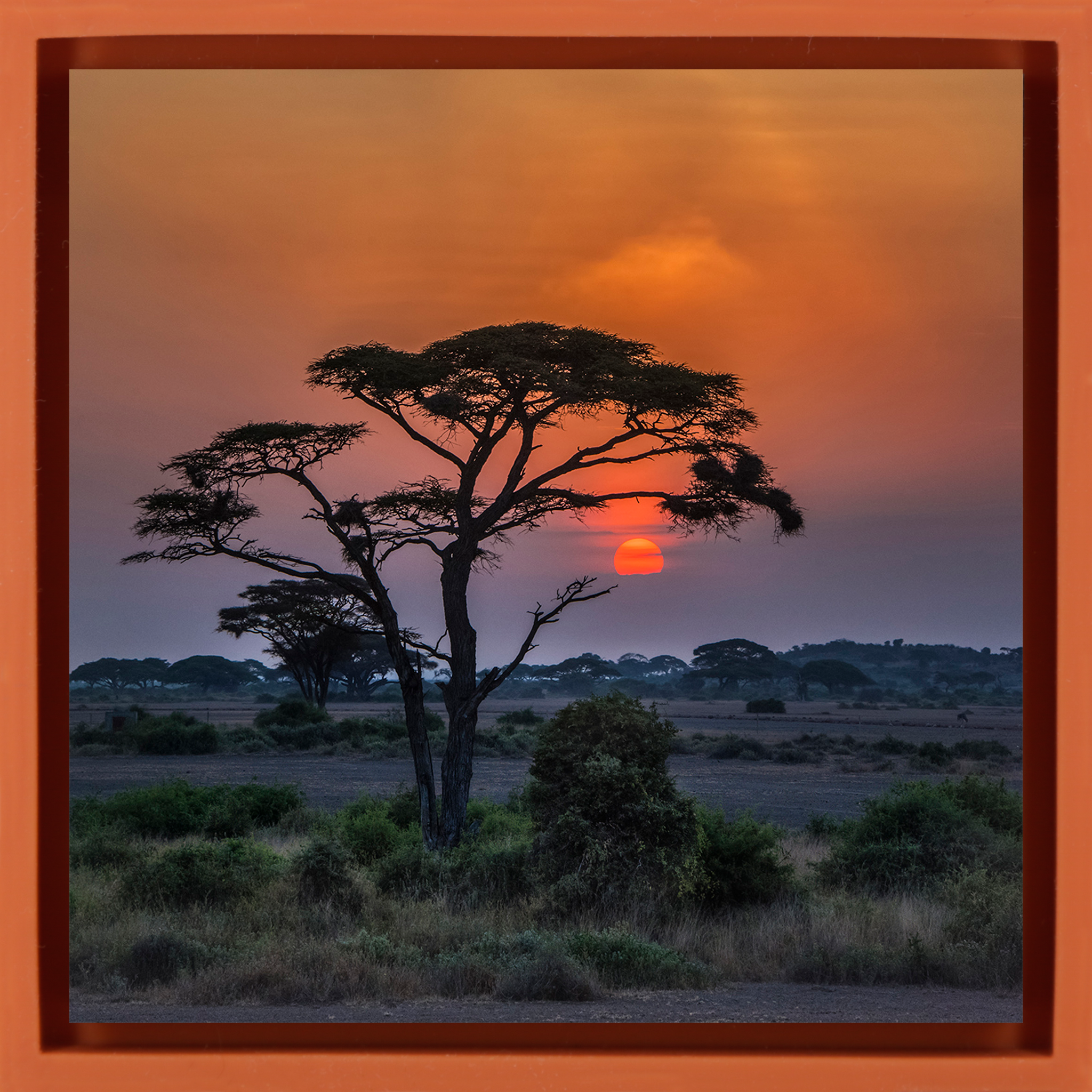 Sunset Tree - Oranje Wrapp