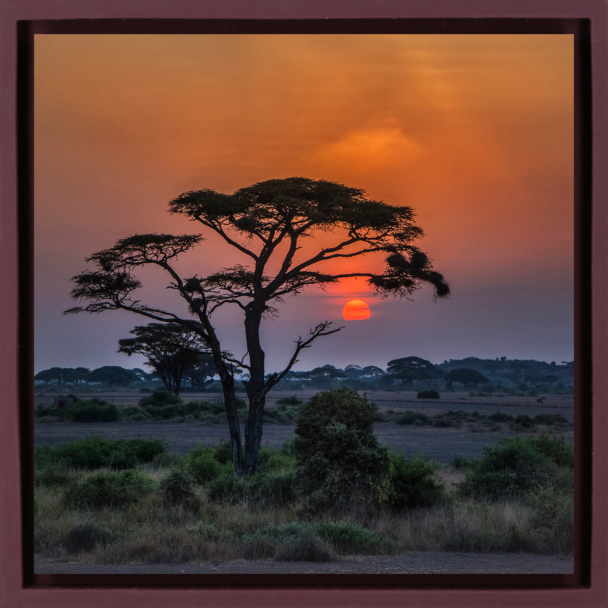 Sunset Tree - Purple Wrapp