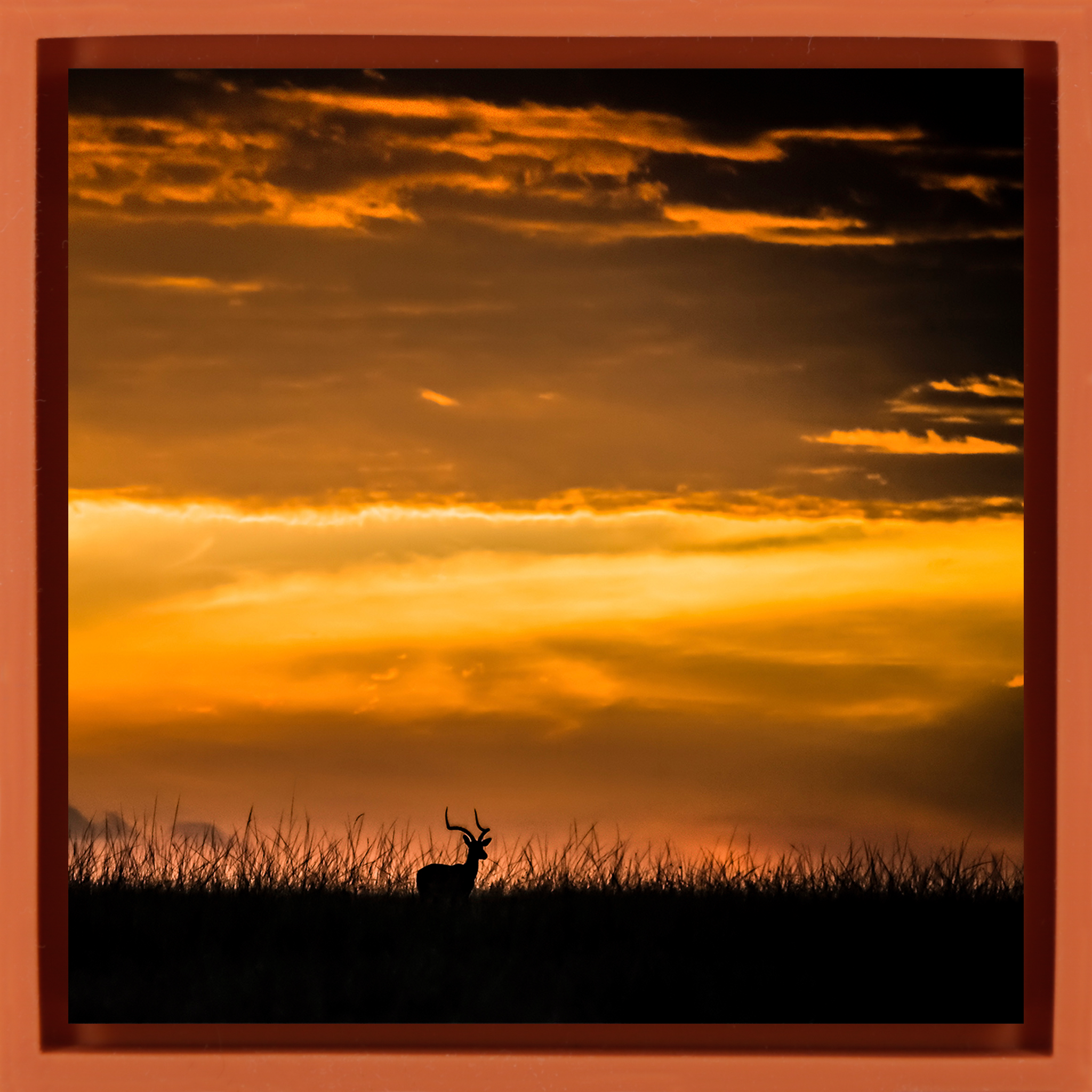 Kenya Impala- Orange Wrapp