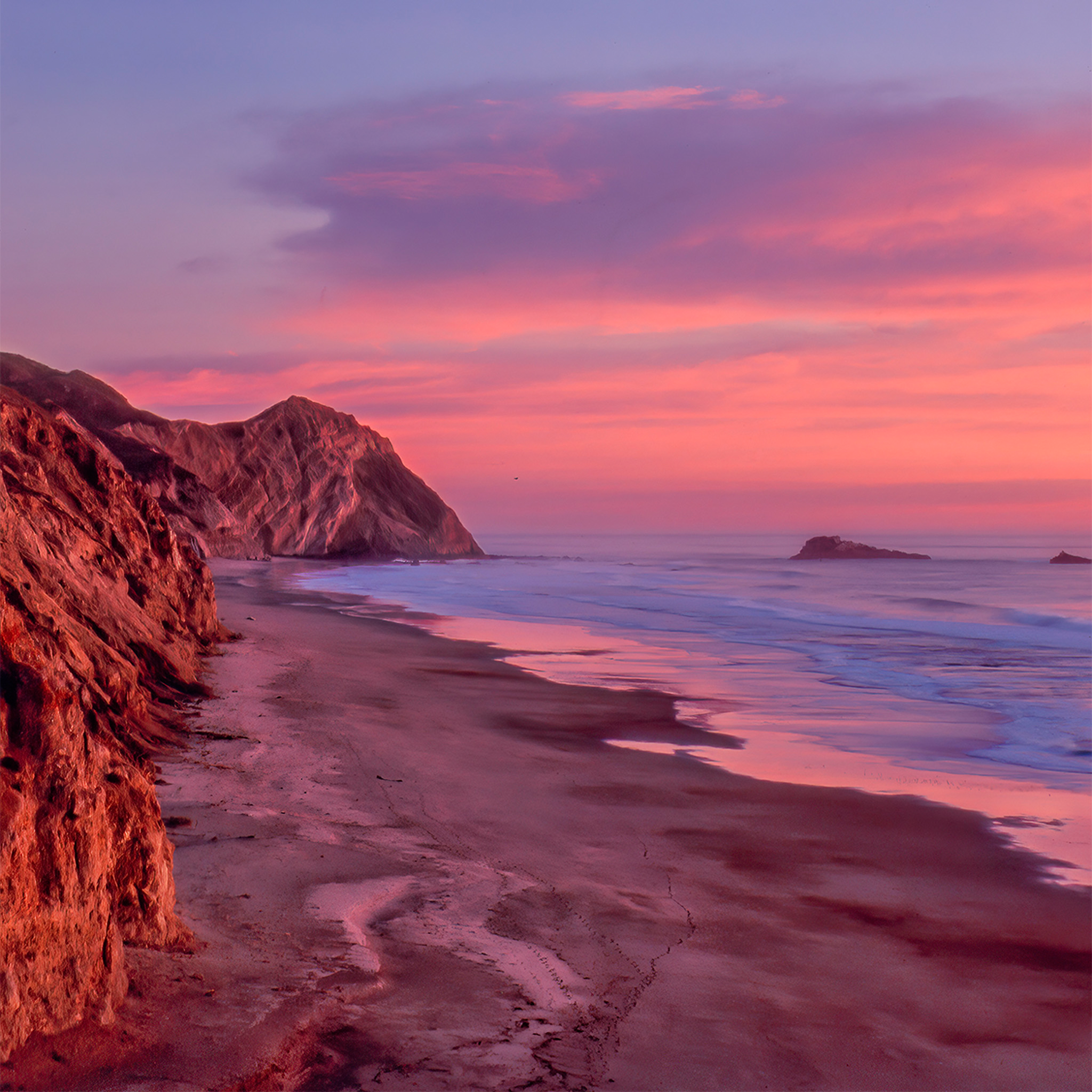 Chat sauvage de Point Reyes - Collection : États-Unis